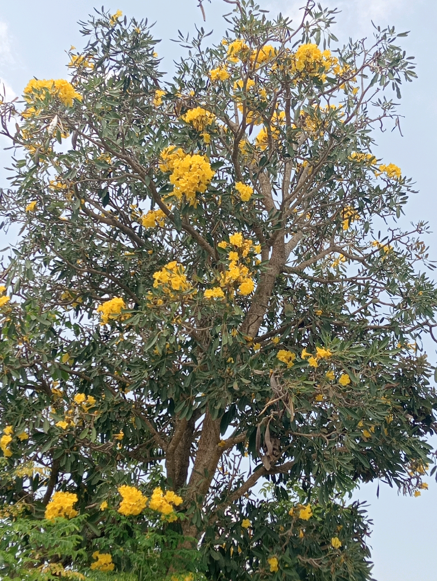 A medium shot captures a tree laden with bright yellow flowers and green leaves against a hazy sky. The tree's trunk, rough and textured, is visible towards the right side of the frame. Its branches spread out, adorned with clusters of vibrant yellow blossoms and dense foliage. Several elongated, dried seed pods hang from some branches, contrasting with the fresh greenery and flowers. The scene appears to be outdoors, possibly in a park or a street in Pringsewu, Indonesia, given the characteristic flora. The lighting suggests daytime, with the soft sky indicating it might be overcast or early morning/late afternoon. There are no people or animals in the image.