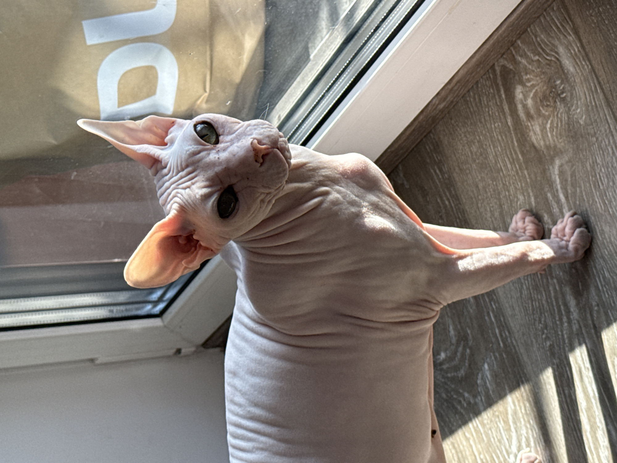 An indoor, eye-level shot captures a hairless Sphynx cat looking curiously upwards and slightly to its left. The cat has pale, wrinkled skin, large pointed ears, and striking green-brown eyes. Its body is elongated, with front and parts of its back paws resting on a light brown wooden floor, which features a distinct grain pattern and strong, parallel shadows cast by incoming sunlight.
The cat is positioned next to a white-framed window, visible along the top and left edges of the image. Bright natural light streams through the window, illuminating parts of the cat's body and creating a high-contrast scene. Through the window, behind the cat's head, a blurry light-colored background is visible. On this background, large white letters are partially discernable; a clear "D" or "O" is seen, followed by a fragment of another letter, possibly "U" or "C". These letters appear to be part of a sign or object outside the window. The strong sunlight and shadows indicate it is daytime. The scene is set indoors, with the provided context indicating a location in Krasnoyarsk, Russia.