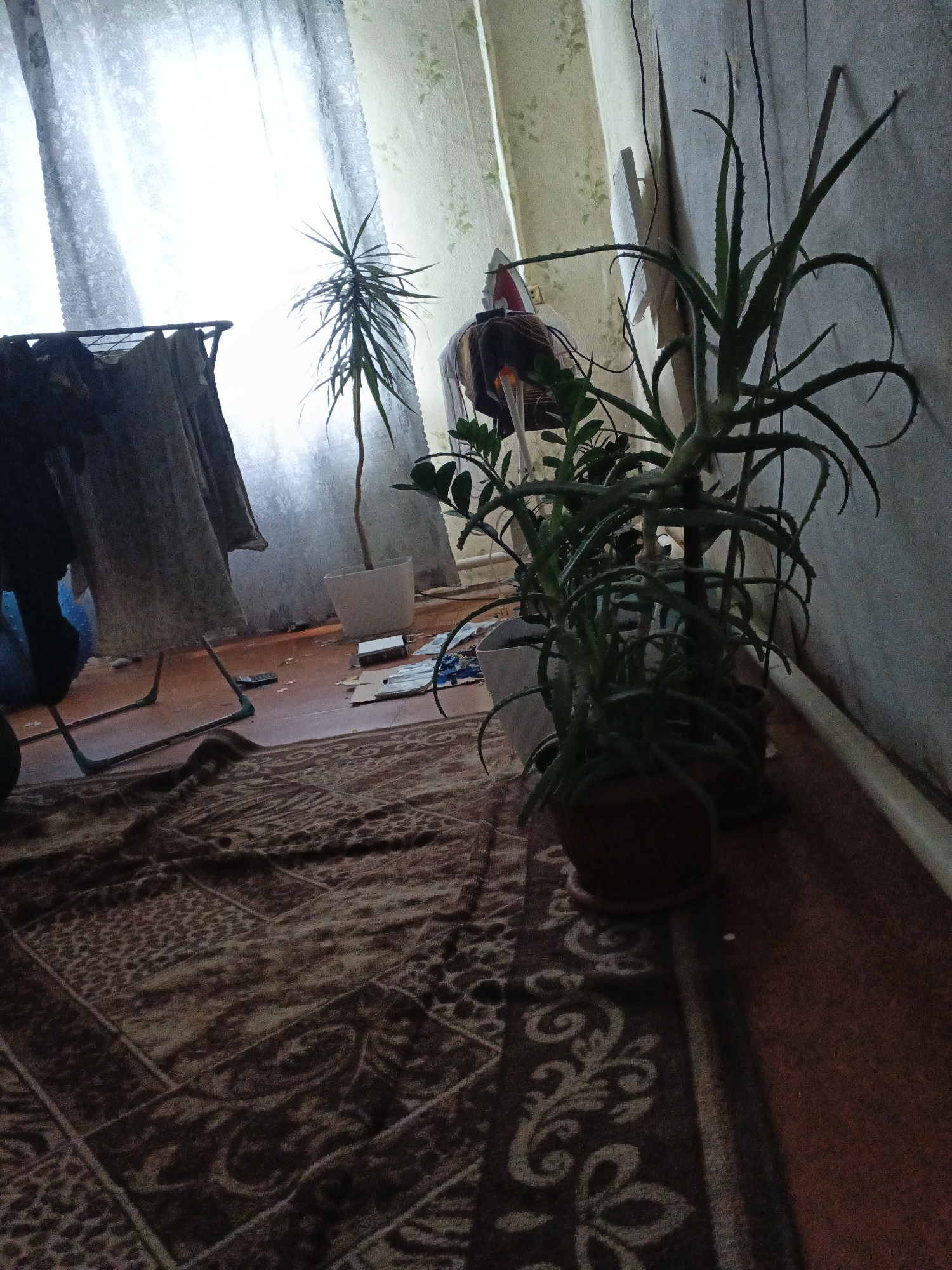 The image depicts an indoor scene in what appears to be a residential setting, possibly an apartment in Kamenno-Angarsk, Russia. The room is dimly lit, with natural light streaming through a sheer curtained window on the left. The floor is covered by a large, patterned rug.
In the foreground and mid-ground, several potted plants are visible. One plant, possibly an aloe vera, is prominent with its spiky green leaves reaching upwards. Another taller, slender plant with needle-like leaves stands in a white pot to the left of the aloe vera. There are other smaller plants or parts of plants visible, but their species are unclear.
Various objects are scattered on the floor. To the left, a clothes drying rack with some dark fabric draped over it is present. Further to the right, near the plants, there are pieces of cardboard and some small rectangular objects that could be electronic devices or other miscellaneous items. A white electrical outlet is visible on the wall.
The walls are textured and appear to be wallpapered with a subtle floral pattern. The overall impression is of a lived-in space, with a slightly cluttered and unkempt appearance. The lighting conditions create a somewhat somber mood.