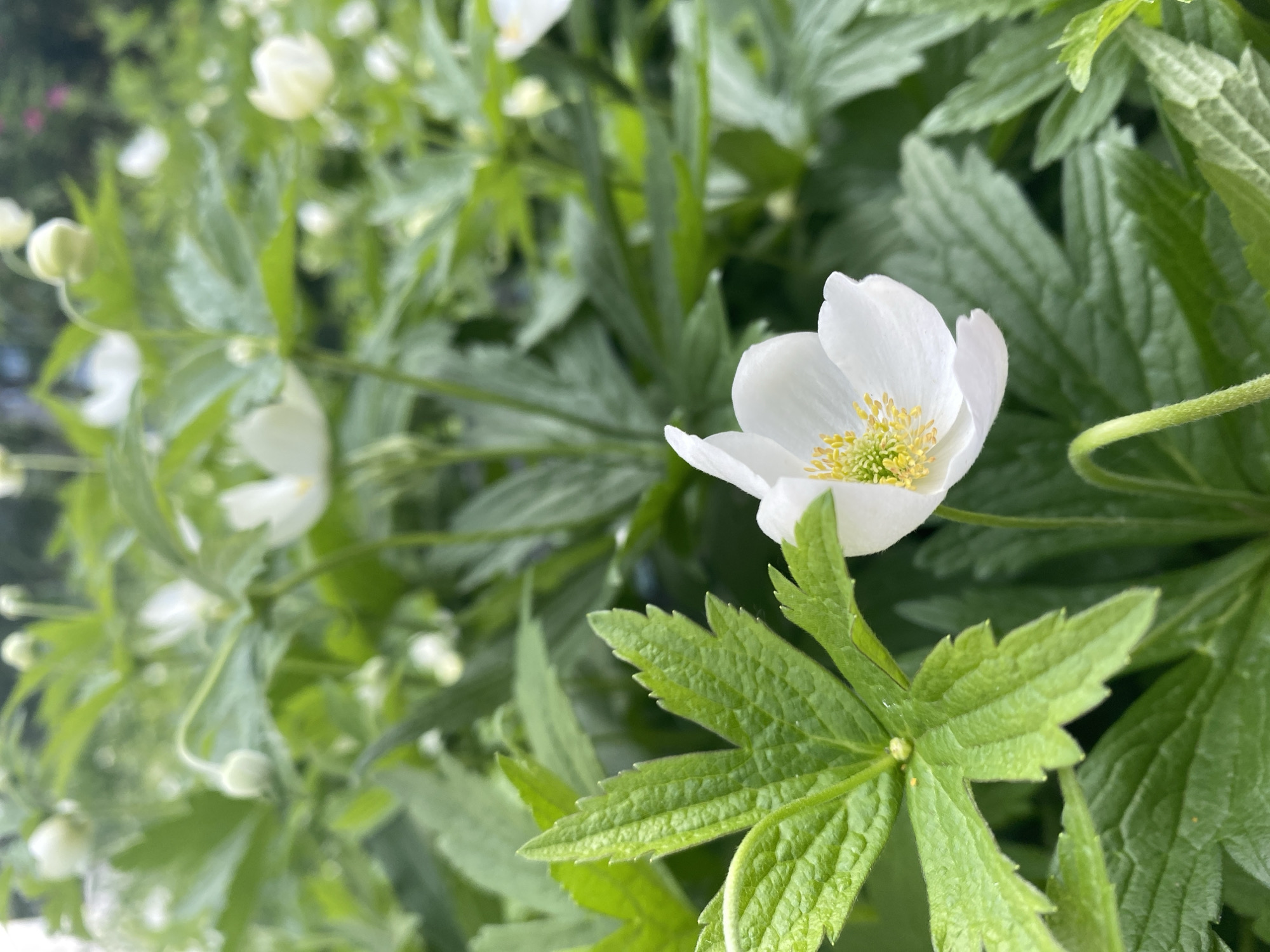 This media file captures a close-up, upward-angled view of white flowers and green foliage in what appears to be an outdoor garden setting in Chaikovsky, Russia. The primary subject is a single white flower, likely an anemone, positioned in the right-center of the frame. Its delicate white petals surround a prominent, vibrant yellow-green center composed of numerous small stamens.
Below this central flower, a large, deeply lobed green leaf is sharply in focus, showcasing its textured surface and serrated edges. Another smaller green leaf is partially visible to the right of the main flower. The rest of the image, particularly the background, is softly blurred, creating a bokeh effect that emphasizes the foreground flower. This blurred background reveals numerous other white flowers, some fully open and some still in bud form, nestled among a dense array of green leaves.
The lighting suggests it is daytime, with a soft, even illumination that casts no harsh shadows, indicative of an overcast sky or diffused sunlight. The overall color palette is dominated by fresh greens and crisp whites, conveying a sense of tranquility and natural beauty. No specific activity is depicted, as the image focuses on the static flora. There is no visible text within the image.