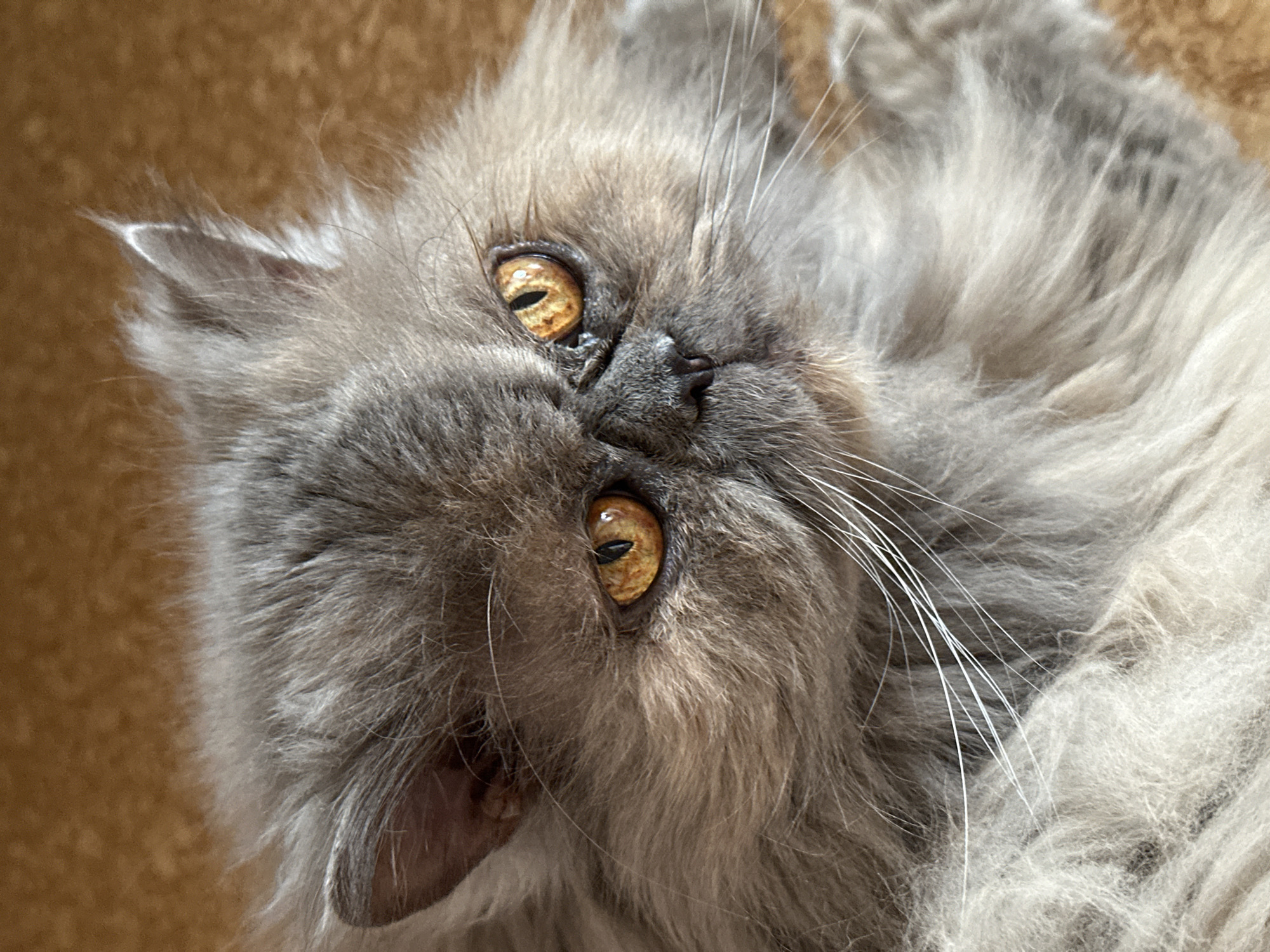 The image shows a close-up of a grey long-haired cat with yellow eyes. The cat is lying on its back, with its face tilted upwards. The background is a soft, blurry brown color. There is no evidence in the image to suggest the location is Chaikovsky, Russia.