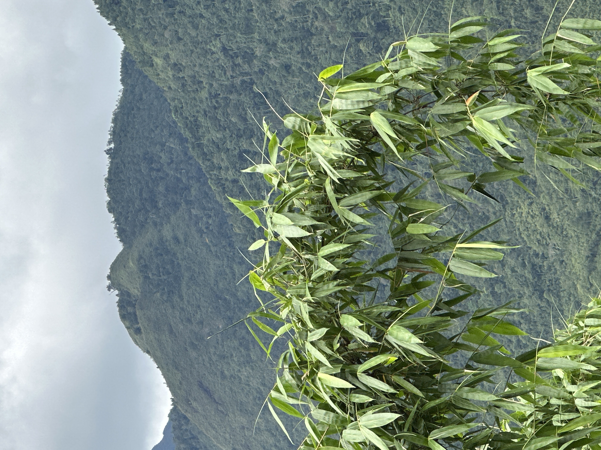 The image shows a mountain landscape near Mường Hoa, Vietnam. The left side of the image has a cloudy sky. The center and right feature a green, densely vegetated mountain. Bamboo foliage frames the right side of the view.