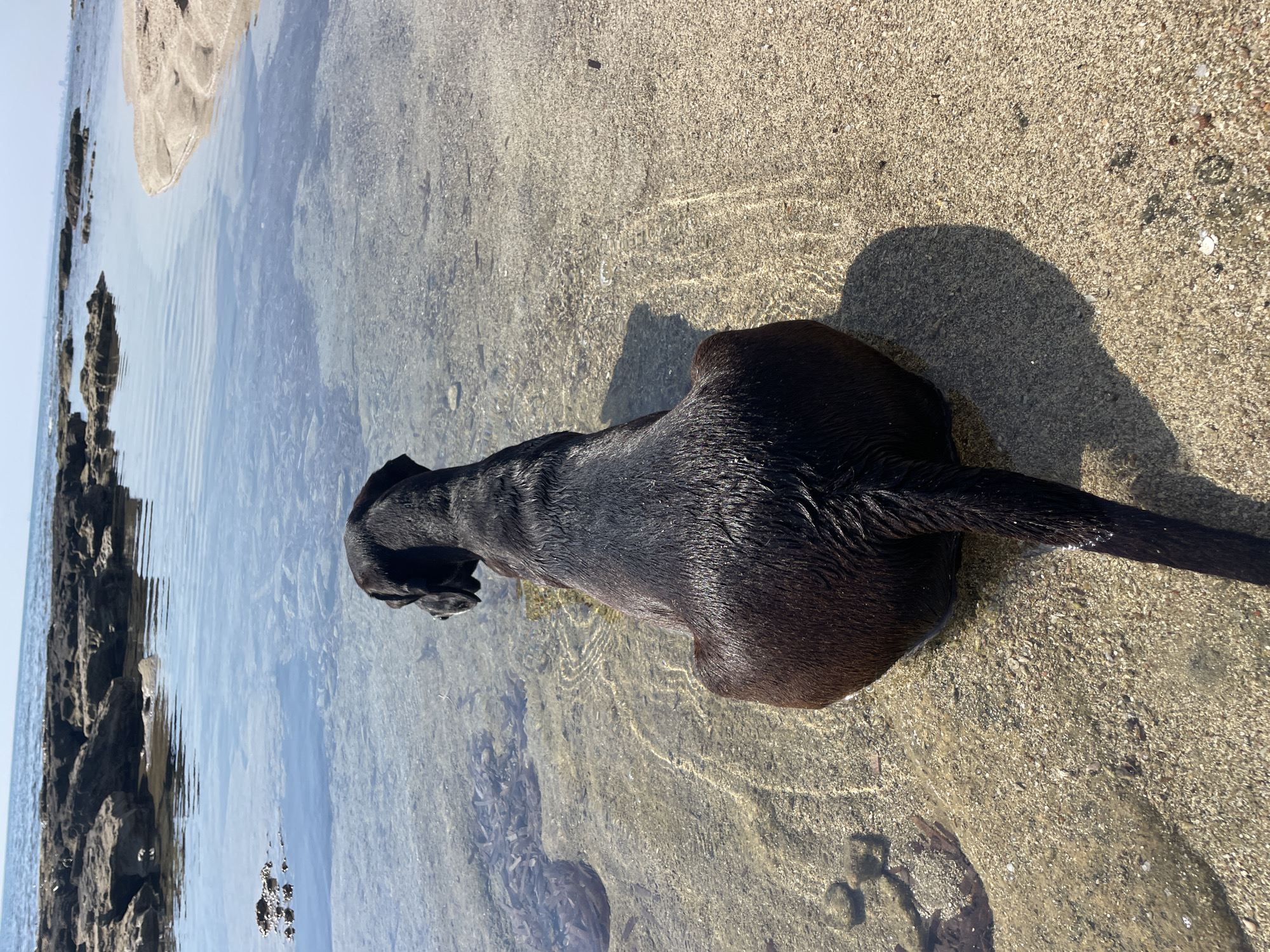 A black dog is seen from behind, sitting in shallow, clear water at the edge of a beach. The dog's fur is wet and glistening in the sunlight. The water is calm with gentle ripples and the sandy seabed is visible beneath the surface. In the background, a rocky shoreline juts out into the sea, and beyond that, the ocean stretches to the horizon under a clear, bright sky. The location is Agios Sergios, Northern Cyprus.