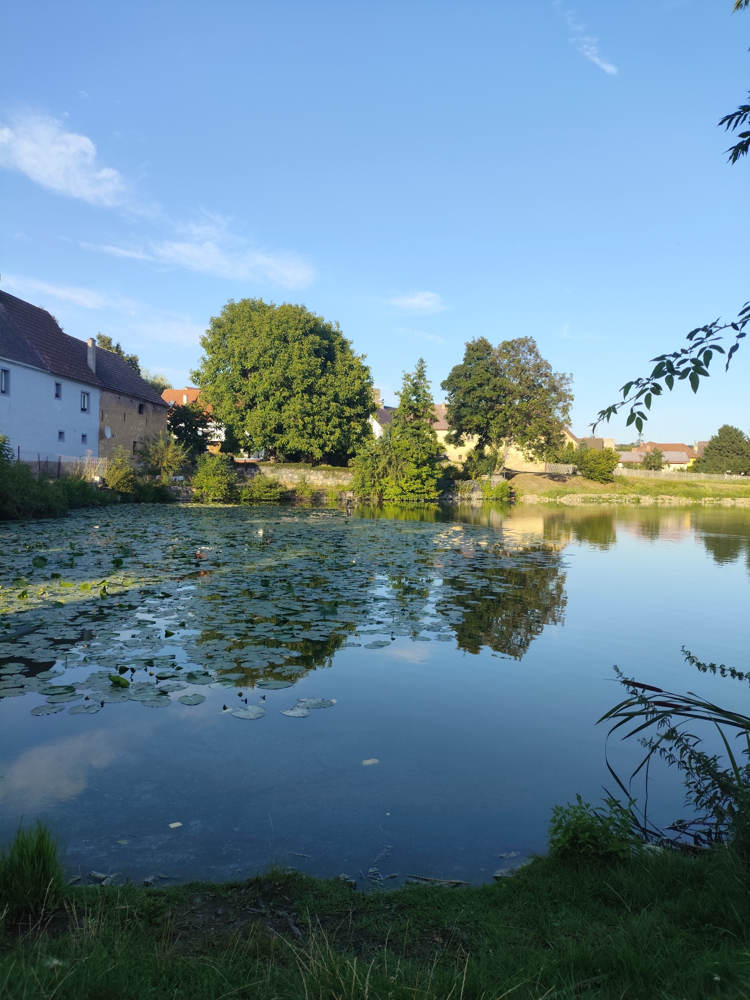 The image depicts a tranquil pond covered with lily pads, situated in the village of Liběšice, Czechia. The water reflects the clear blue sky dotted with a few wispy clouds. On the far bank of the pond, several buildings with traditional tiled roofs are visible, nestled among lush green trees. A large, mature tree stands prominently, its branches reaching towards the sky. The foreground features grassy banks and vegetation, with some plants extending into the water. The overall scene suggests a peaceful, natural environment within a village setting.