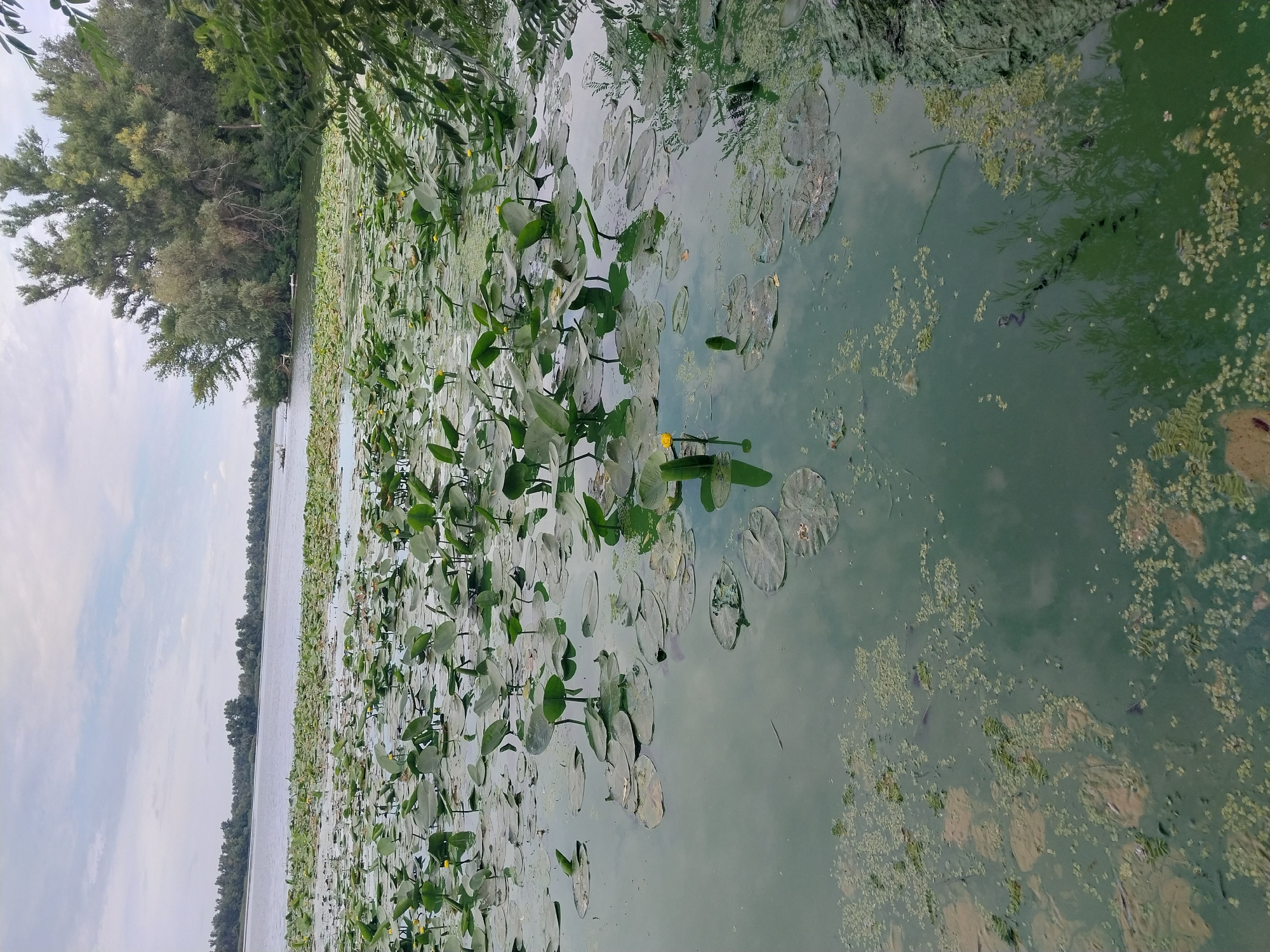 An outdoor, eye-level, full shot captures a serene view of a river laden with lily pads and small yellow water lilies. The cloudy sky above is reflected in the water, which is a murky green and partially covered with algae. A dense forest lines the far bank of the river, with trees of varying heights and shades of green. The foreground is dominated by the lily pads, creating a textured surface on the water. The overall scene is one of natural tranquility.
