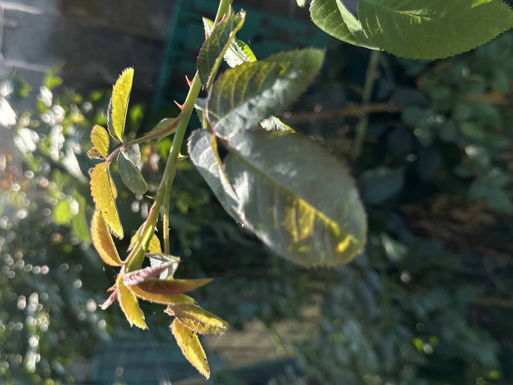 The image is a close-up, low-angle shot of a rose bush branch with young leaves and thorns. The branch is green and angled towards the left of the frame. Several small, reddish-pink thorns are visible along the stem. The younger leaves at the top of the branch are a vibrant yellow-green, some showing reddish hues at their tips. These leaves are delicate and have serrated edges, with a fine fuzz visible on their surfaces. Further down the branch, older, larger leaves are a deep green, with some reflecting the sunlight to show yellow undertones and veins.
The background is a blur of deep green foliage, suggesting a garden or natural setting. Several bokeh-like circles of light are scattered throughout the background, indicating sunlight filtering through leaves or possibly reflecting off water droplets. A muted teal-colored fence or barrier is visible in the upper left quadrant of the image, partially obscured by the rose bush. To the right of the rose bush, a blurred, gray, vertical structure, possibly a wall or building, is visible. The overall lighting suggests it is daytime, with bright sunlight illuminating the upper leaves of the rose bush. No people are present in the image. The scene appears to be outdoors. The image does not provide any specific information about its location in Lobacheve, Ukraine, beyond the general context of a garden setting.