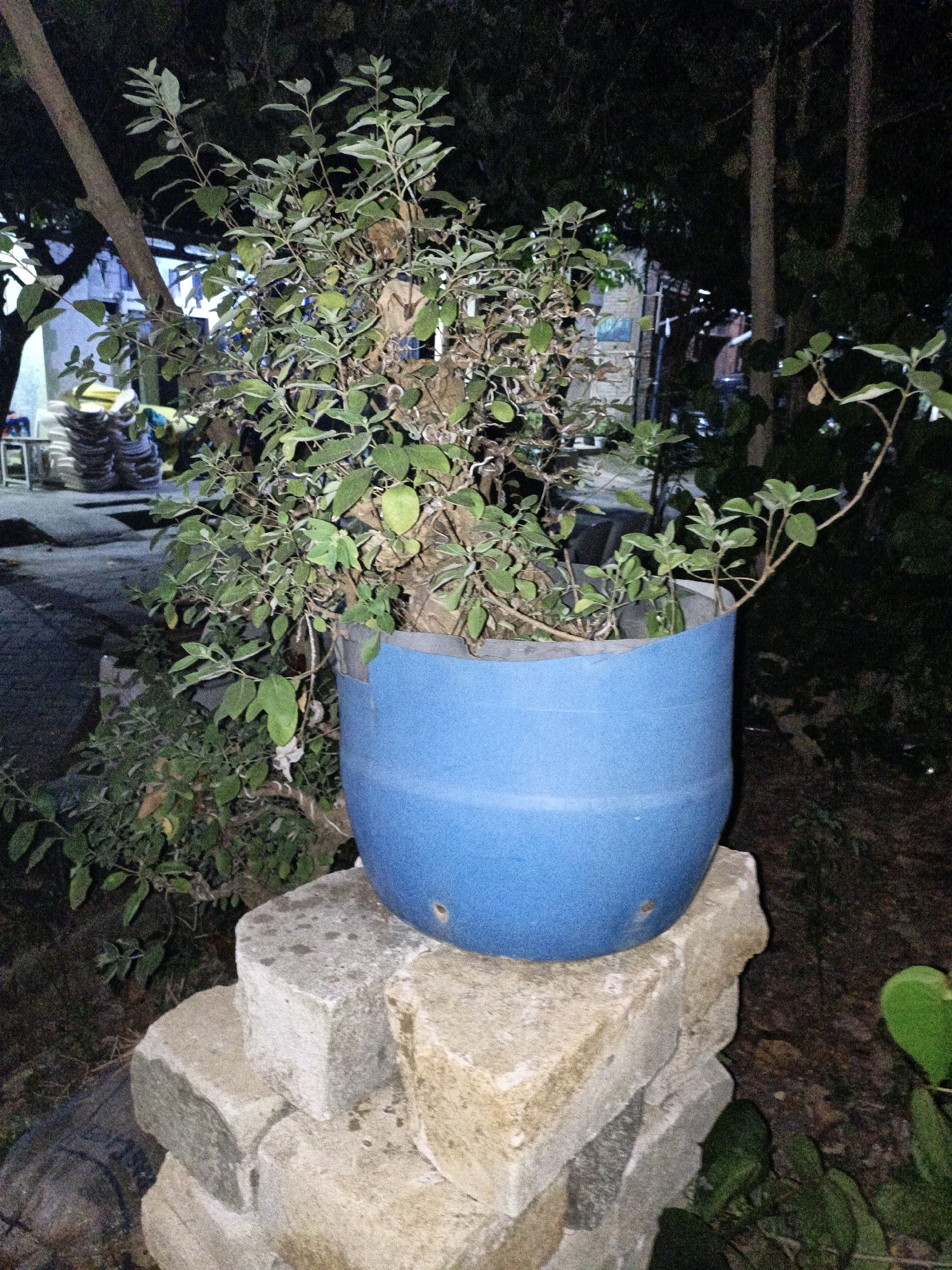 A potted plant with green leaves sits on stacked concrete blocks in Cikal, Indonesia. The plant is in a large blue plastic pot. The scene is outdoors at night, with dark trees and foliage in the background. There are some out-of-focus structures and objects visible in the distance.