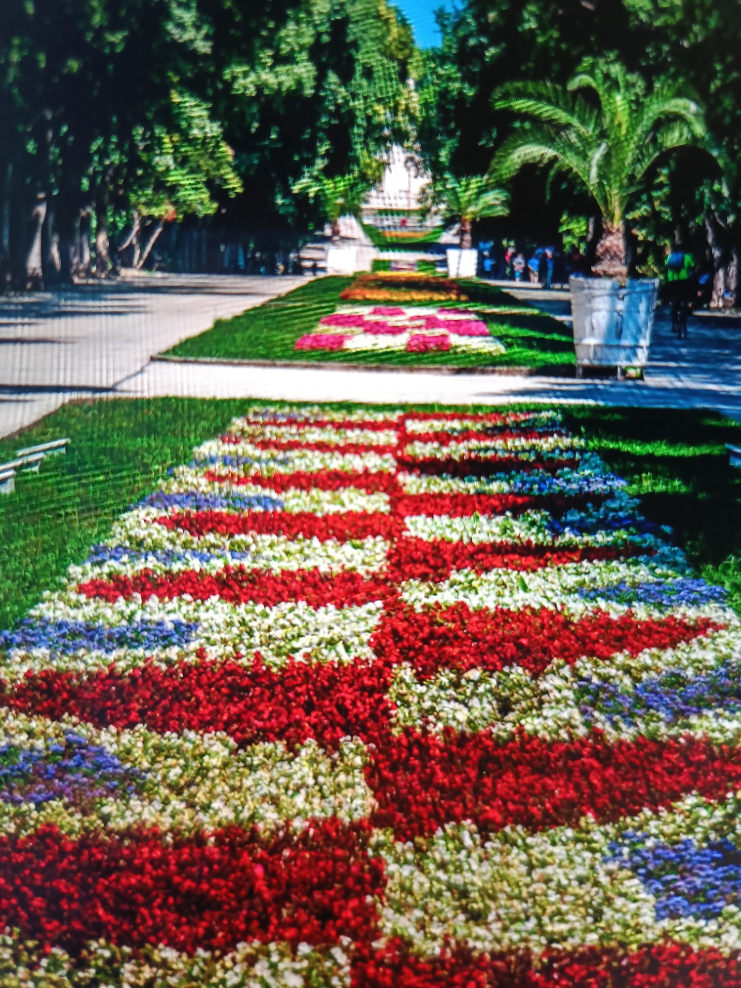 The image captures a scene in the Sea Garden of Varna, Bulgaria, showcasing a large flower arrangement. The foreground is dominated by a vibrant floral carpet meticulously designed in horizontal stripes of red, white, and blue flowers. This arrangement appears to form a pattern that recedes into the distance. Behind the flowerbed, a paved pathway is visible, bordered by a manicured lawn. Further back, people are seen walking and cycling, and palm trees and deciduous trees provide a lush green canopy. A large, metallic trash bin is positioned to the right of the pathway. The overall impression is of a well-maintained public park during a sunny day.