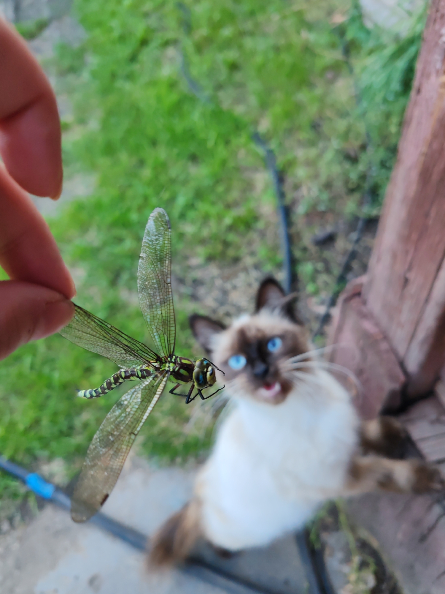 A person's hand holds a dragonfly in focus, positioned to the left of the frame. The dragonfly is green and black with translucent wings. In the background, a Siamese cat with bright blue eyes and an open mouth is slightly out of focus, appearing to reach upwards. The setting appears to be an outdoor, grassy area with a wooden fence post visible on the right side. The scene is set in an unspecified location in the city of Kashino, Russia.