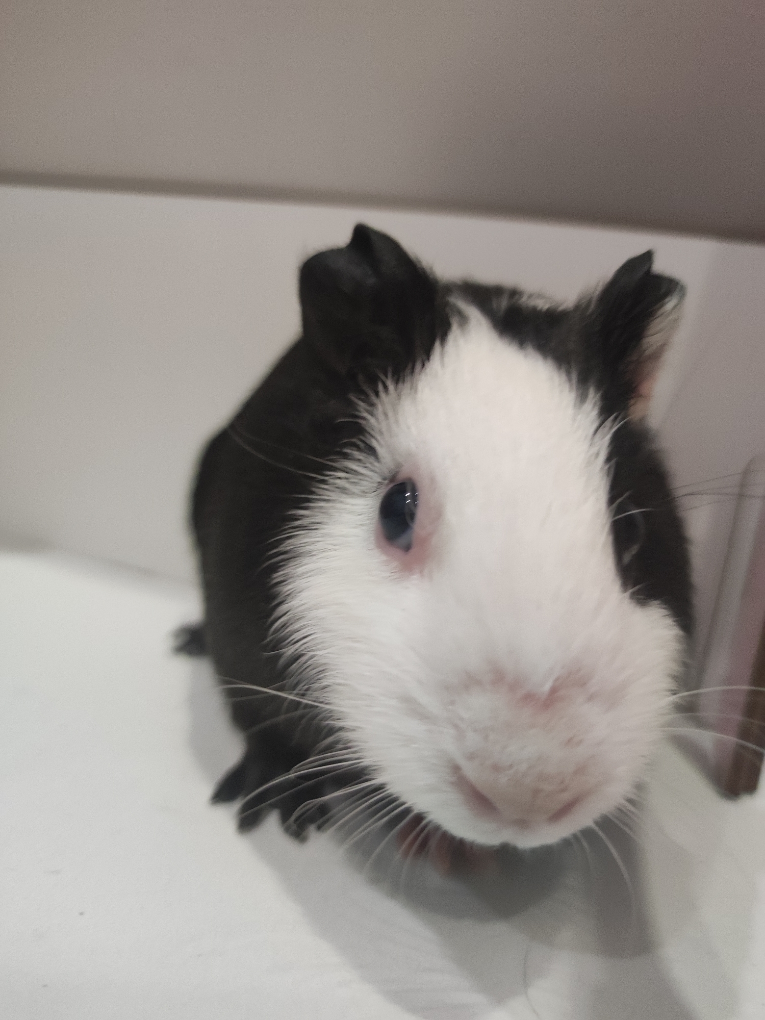 A close-up shot features a black and white guinea pig. The animal's face is predominantly white, with black fur around its ears and back. Its nose appears pinkish, and long white whiskers extend from its face. The guinea pig appears to be on a white surface. There is no indication of location, nor is there any indication the image was taken in Votkinsk, Russia.