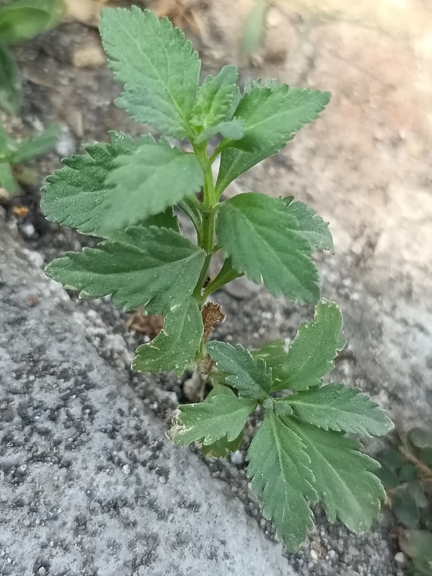 A close-up, eye-level shot captures a small green plant with serrated leaves growing between two concrete surfaces. The plant's stem is visible, with several pairs of leaves extending outwards. The leaves are a vibrant green and appear to have a slightly dusty texture. The concrete surfaces are textured and appear weathered, with small pebbles embedded in the one on the left. The background is out of focus, showing a mix of soil and a lighter-colored surface, possibly a wall or pavement, with soft lighting. There are no people or animals visible in the frame. This scene is likely from a public space within Kediri City, Indonesia, where plants often grow in small cracks and crevices of urban infrastructure.