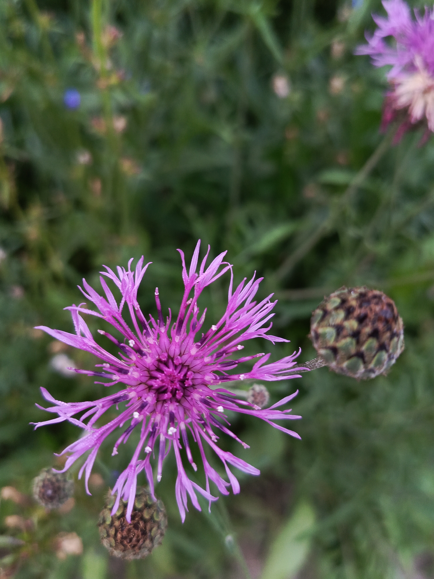 A macro photograph captures a vibrant purple cornflower in bloom. The flower, positioned on the left side of the frame, displays delicate, spiky petals radiating outwards from its center. To the right and below the bloom, several closed cornflower buds are visible. The background consists of a soft-focus green foliage, suggesting a natural, outdoor setting. The image does not contain any people or specific landmarks that would indicate its location within the city of Chaikovsky, Russia. The scene is static and focuses solely on the floral subjects.