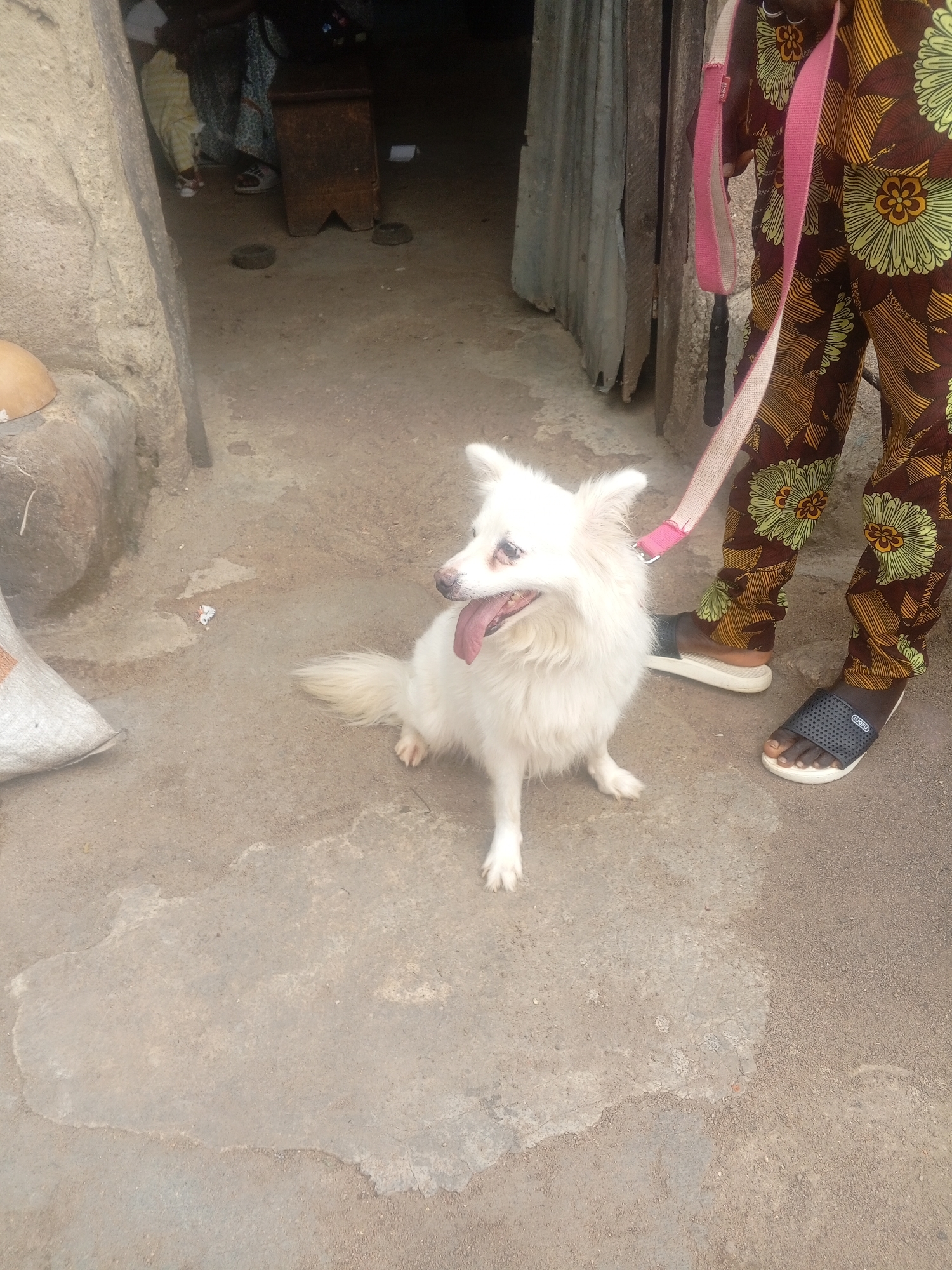 A white, fluffy dog with its tongue out sits on a concrete ground, facing left. A person's legs are visible to the right of the dog, wearing brown pants with a floral pattern in green and yellow, and a pink leash is held in their hand. The person is wearing dark-colored sandals. The setting appears to be an outdoor area with a rough, stone wall on the left and a corrugated metal wall on the right. In the background, there's a glimpse of what looks like a wooden stool and possibly other people. The ground is concrete with some patches of dirt and debris. The lighting suggests it is daytime, with no strong indication of specific weather conditions. The overall scene gives a sense of an everyday moment in a possibly rural or semi-urban environment.