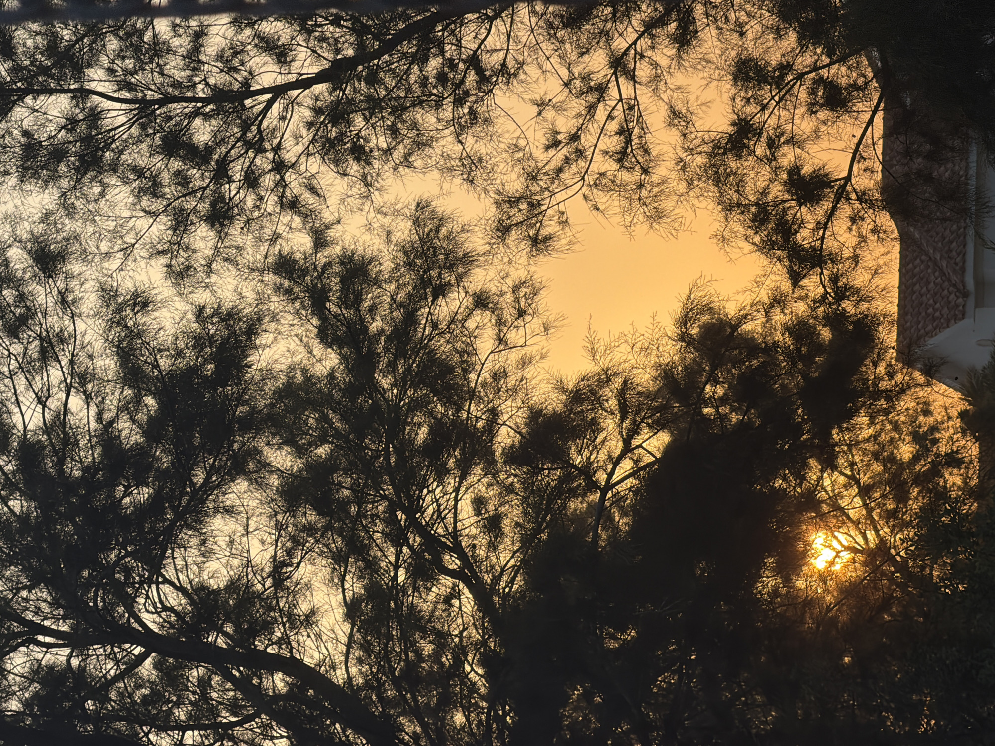 An outdoor, low-angle, vertical shot captures a sunset as seen through the silhouettes of trees. The sky is a vibrant orange, with a bright yellow sun peeking through the branches of a dark tree in the lower left quadrant. The trees are dense with thin, twiggy branches, creating an intricate, dark lace pattern against the illuminated sky. In the lower right of the image, the edge of a white building with a red tiled roof is visible, suggesting a residential area. The scene is located in Pervolia, Cyprus. There are no people or animals present in the image.