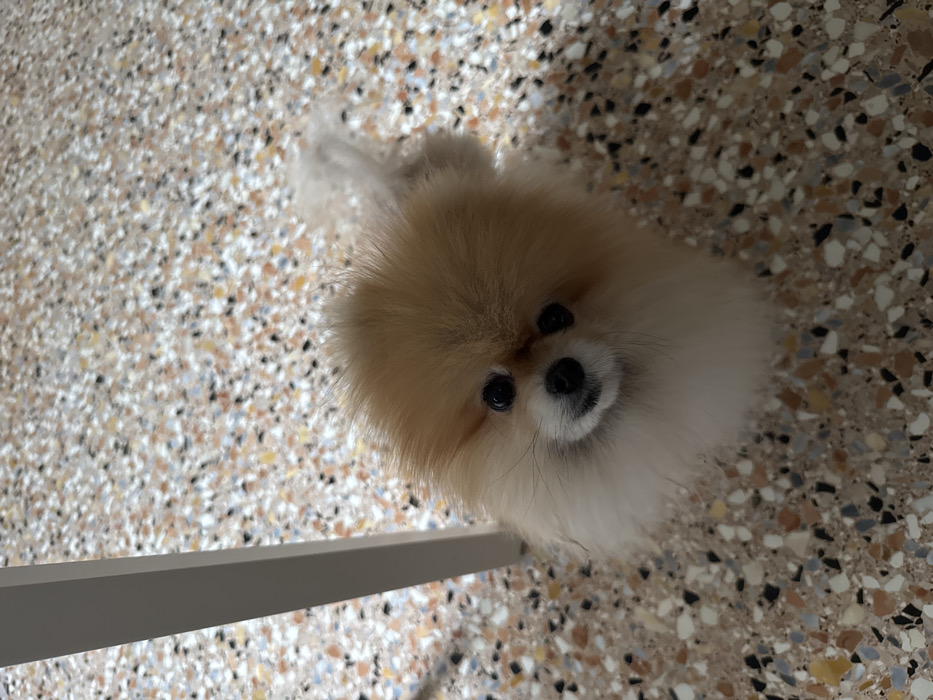 A small, tan and white Pomeranian-type dog is captured from an elevated perspective, looking directly upwards towards the viewer. The dog possesses fluffy, predominantly tan fur on its head and upper body, transitioning to white fur on its chest and lower regions. Its facial features include prominent dark, round eyes and a small, dark nose. The dog is positioned on a terrazzo floor, which displays a speckled pattern of aggregate chips in various colors, including beige, brown, white, black, orange, and grey. A portion of a white, vertical, rectangular object, consistent with a furniture leg, is visible on the left side of the frame. The scene takes place indoors, with the terrazzo flooring being a common architectural feature in historical buildings throughout Italy, including the city of Venice.