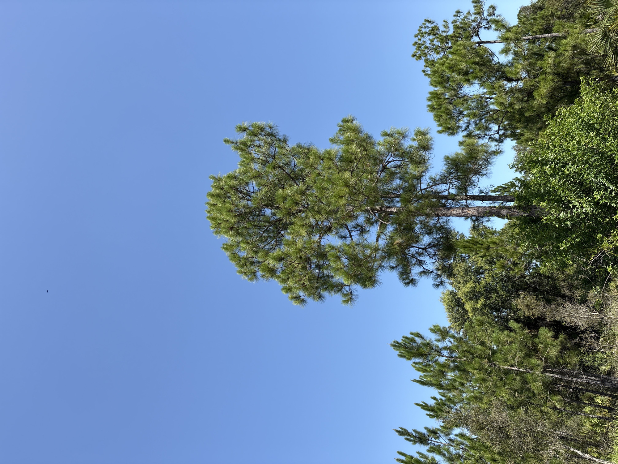 The image depicts a clear blue sky over a dense forest scene in Lehigh Acres, United States of America. The foreground is dominated by a variety of green trees, with several tall pine trees featuring their characteristic needle-like foliage. Some of the pines are slender and young, while others are mature and robust. Mixed among the pines are other types of trees with broader leaves, creating a textured and layered forest canopy. The lighting suggests it is daytime, with bright sunlight illuminating the scene. In the upper portion of the sky, a small, dark silhouette of a bird is visible, appearing as a distant speck against the expansive blue. The overall environment is natural and lush, indicative of a wooded area.