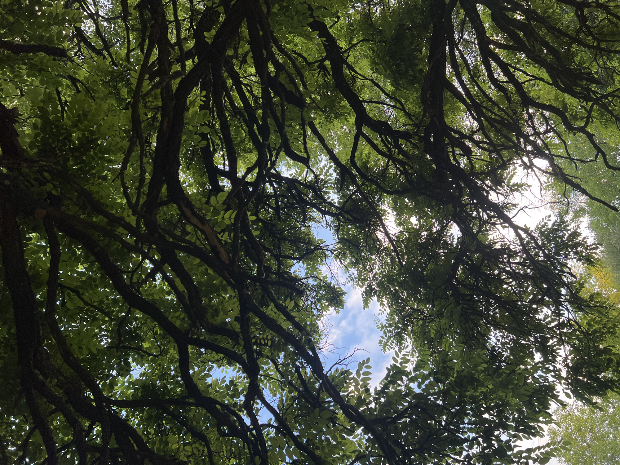 The image captures a view looking directly up through the dense canopy of a large tree with dark, gnarled branches and lush green leaves. Sunlight filters through the foliage, creating a dappled effect and illuminating patches of the bright blue sky scattered with wispy white clouds. The perspective is from below, emphasizing the intricate network of branches that dominate the frame, with glimpses of the sky appearing in the gaps. To the bottom left and right, the very tops of other trees with lighter green foliage are visible, suggesting an outdoor setting, likely a park or a garden within an urban environment. The lighting suggests it is daytime, possibly late morning or afternoon.