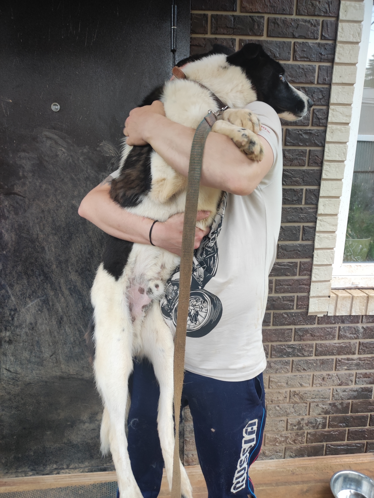 A person is holding a large, black and white dog in their arms in front of a brick building with a dark-colored door. The dog is facing to the right, with its head turned slightly away from the viewer. The person is wearing a light-colored t-shirt with a graphic print and dark blue sweatpants with white lettering. The environment appears to be outdoors, possibly near a residential building, with a wooden floor visible at the bottom of the frame. The dog is wearing a leash. The scene is likely in the city of Alabino, Russia, given the context.