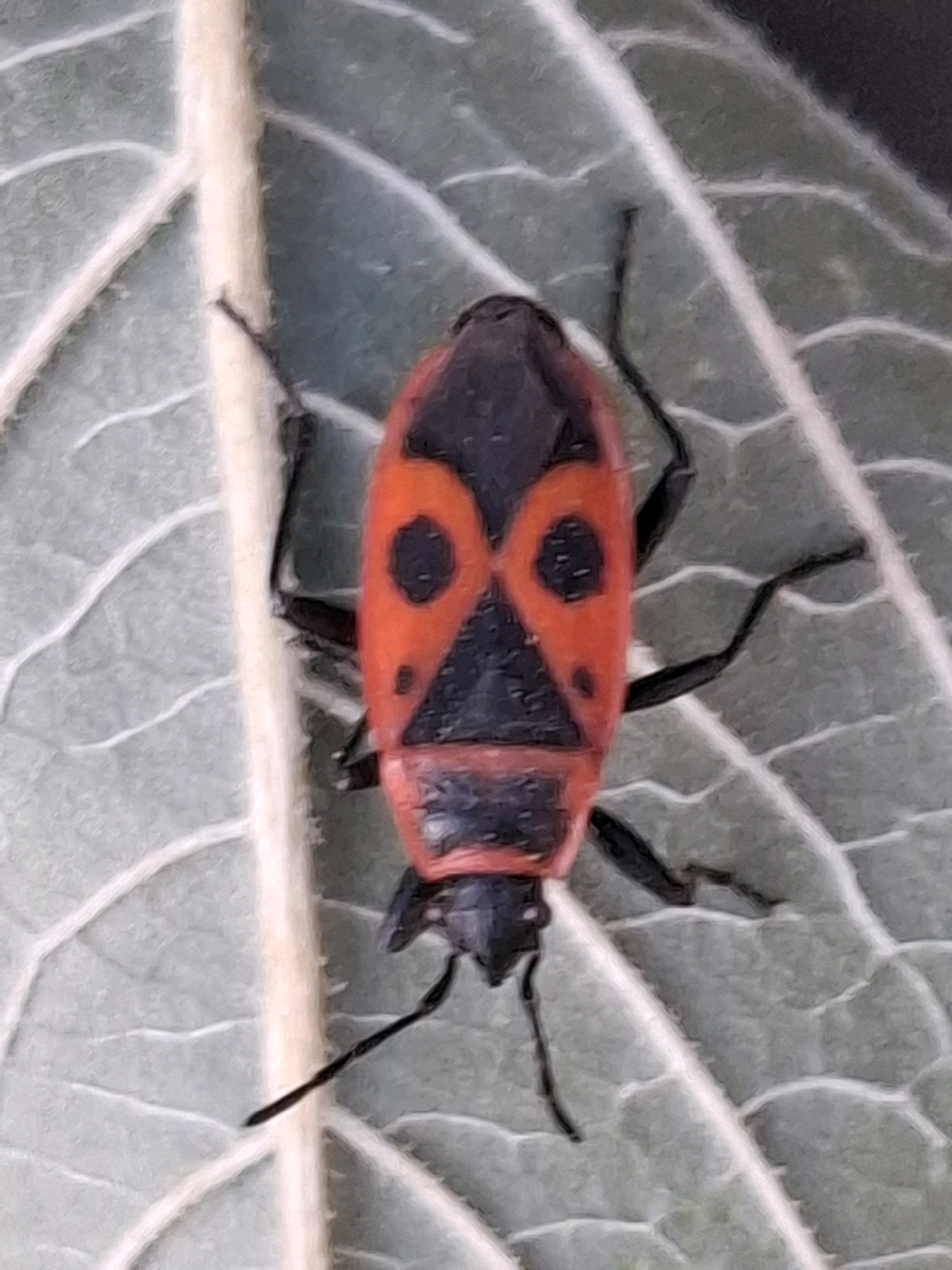 A close-up, top-down view captures a red and black insect with distinct markings, identified as a firebug (Pyrrhocoris apterus), resting on a textured green leaf. The firebug, positioned centrally, exhibits a triangular black marking on its head and thorax, bordered by bright red, with two large black, circular spots on the red area, resembling eyes. Its black legs are visible, extending outwards. The leaf displays prominent white veins against a muted green background. The scene is set in a natural environment, likely a park or garden, within the city of Almaty, Kazakhstan. The lighting suggests an outdoor setting, possibly during daylight.