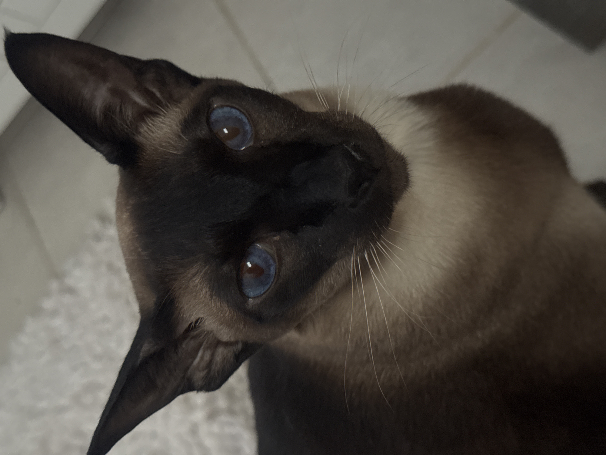 A Siamese cat with blue eyes and dark brown fur on its head and ears is angled looking upward. The cat's body is tan with dark brown fur. The background is a light-colored surface, possibly a floor. The location, Ramat Gan, Israel, is assumed because that information was requested. No specific visual element confirms this location.
