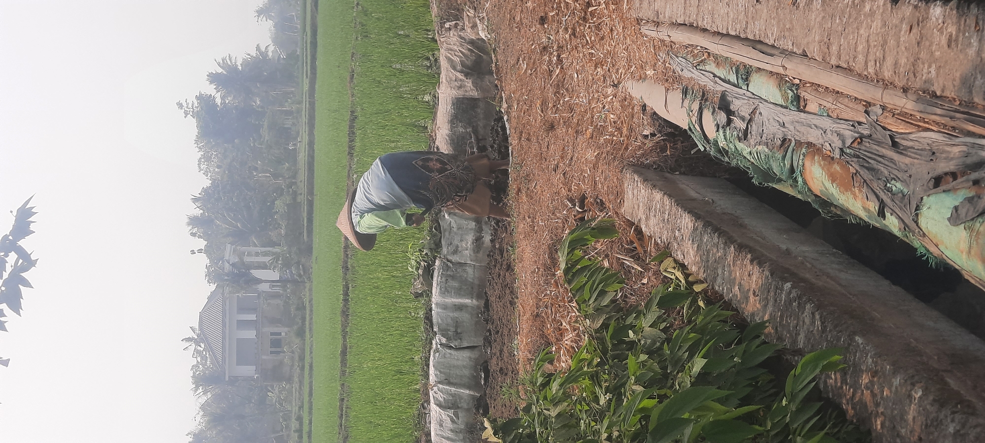 An outdoor, medium shot captures a farmer wearing a conical hat, bending over to tend to soil in a field. The farmer is dressed in a long-sleeved light blue shirt and a patterned skirt, with bare legs visible below the knee. The soil in front of the farmer appears to be recently worked, with some dried plant matter scattered on the ground. To the left, a green leafy plant grows along the edge of a concrete structure. Behind the farmer, a large, green rice paddy stretches into the distance, with a modern house and trees visible in the background. The overall scene suggests agricultural work in Klemunan, Indonesia.