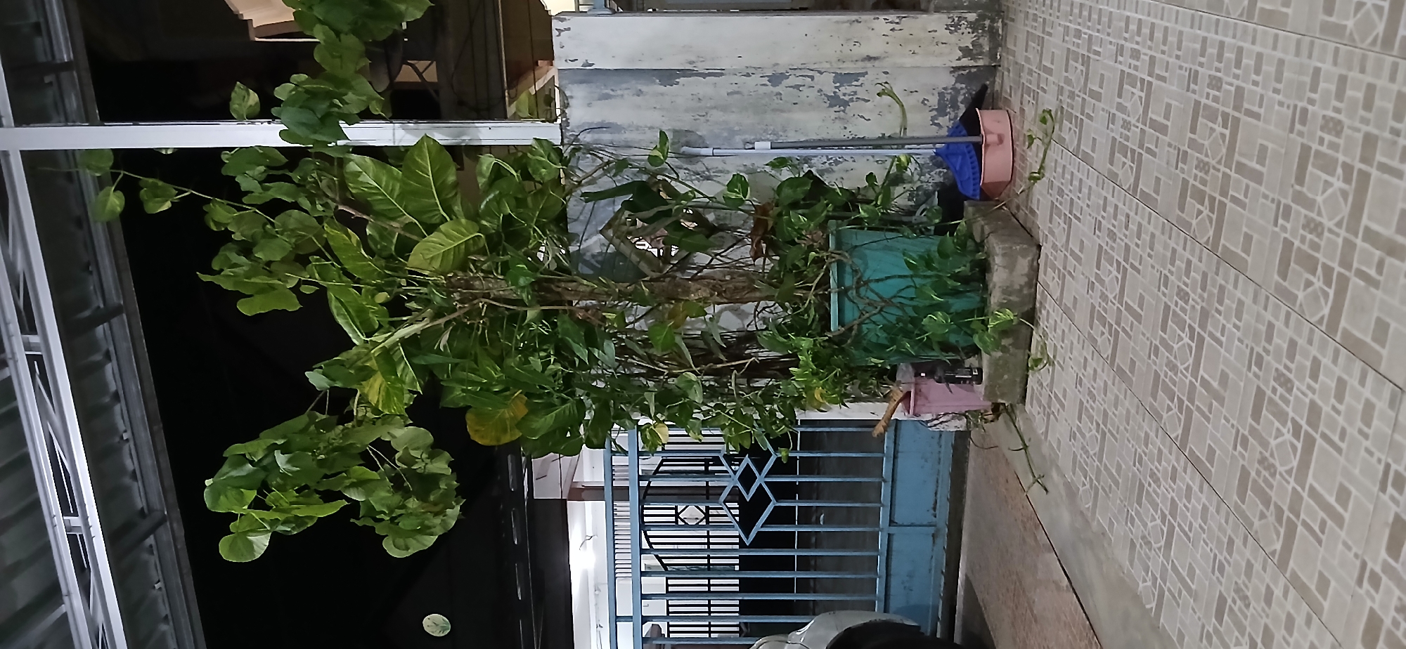 A potted plant with large green leaves stands on a tiled patio in front of a blue metal gate. The plant is in a teal-colored pot, which rests on a concrete base. To the left of the pot, a pink bucket and a dark bottle are visible. To the right, a broom and a pink dustpan are on the ground. A portion of a silver car is visible on the far left. The scene appears to be an outdoor area, possibly a yard or entryway, at night, with artificial lighting from above. The background shows a building with a dark roof and a textured wall. This scene is located in Samarinda, Indonesia.