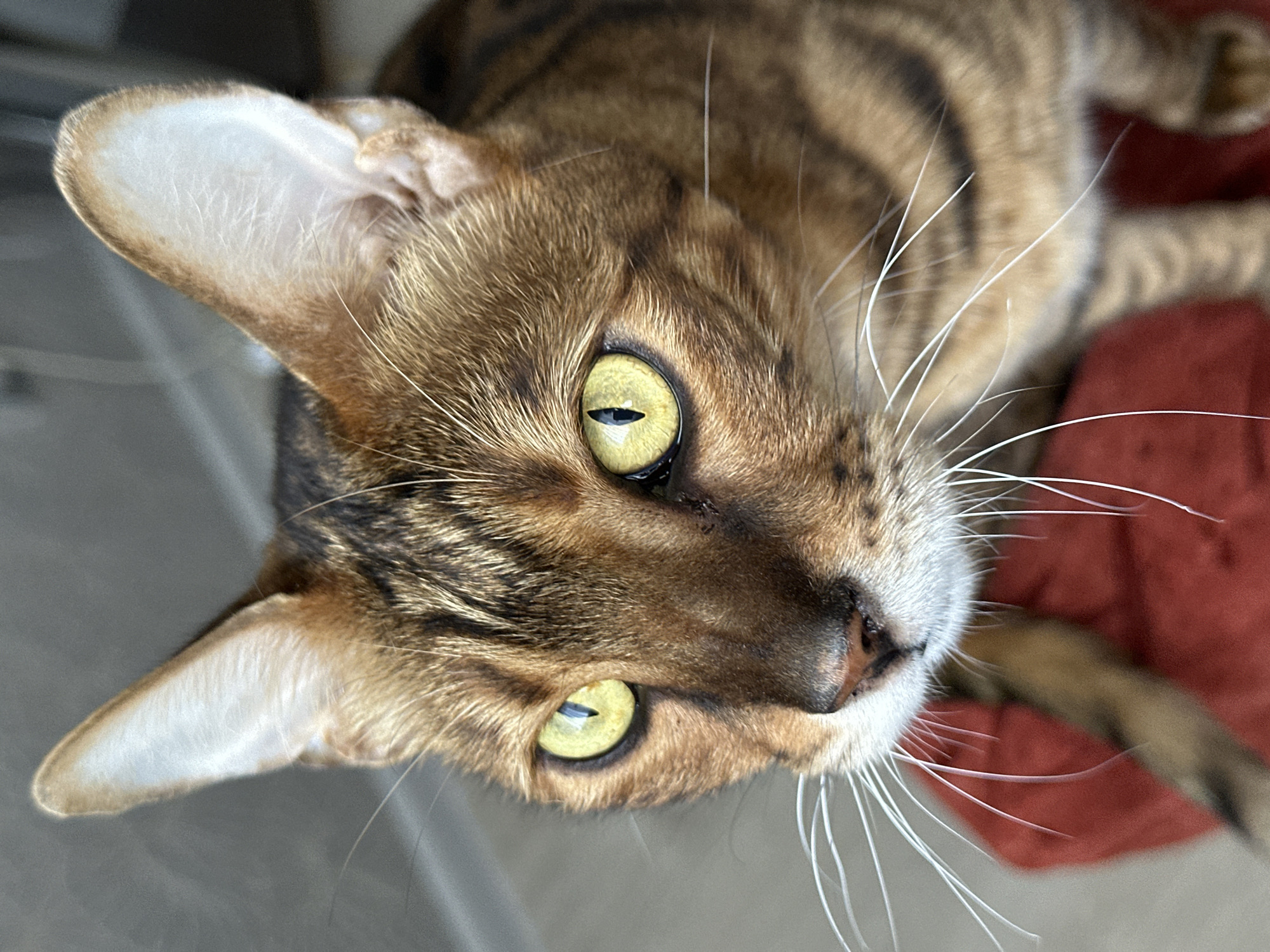 A close-up, eye-level, vertical, medium shot captures a Bengal cat with distinctive golden eyes and brown and black spotted fur. The cat is positioned in the foreground, with its head and upper body filling the frame. The cat's ears are pointed upwards and are a lighter color on the inside, highlighted by natural light. Its eyes are wide and focused, with slit pupils, reflecting a bright light source. Long, white whiskers extend outwards from its muzzle. The cat is sitting on a textured, red surface, possibly a cushion or piece of furniture, which is slightly out of focus. The background is blurred and appears to be an indoor setting with neutral-toned walls and a floor. The lighting is bright, casting subtle shadows on the cat's fur and highlighting the texture of its coat. There is no indication of the location being Gornyi Erik, Russia.