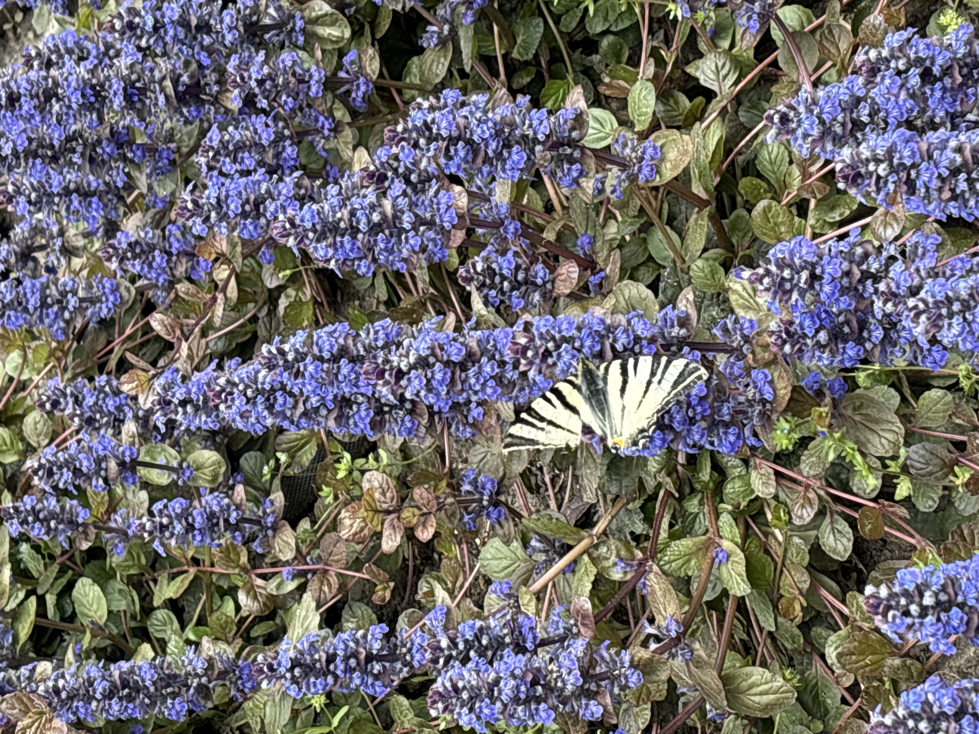 This close-up shot features a strikingly patterned butterfly perched on a vibrant cluster of purple flowers. The butterfly, likely a Scarce Swallowtail (Iphiclides podalirius), displays prominent black and white stripes across its wings, with subtle hints of yellow near its body where it rests on the blossoms. It is positioned on a spike of small, densely packed blue-purple flowers, characteristic of Ajuga reptans or 'Bugleweed'.
The background is a lush, natural tangle of the same flowering plant, with numerous similar purple flower spikes interspersed among its foliage. The leaves of the plant exhibit a mix of green and darker, reddish-brown or bronze hues, suggesting varied light exposure or plant variety. The overall scene depicts a thriving ground cover with the butterfly gracefully interacting with the flora. The image appears to have been taken outdoors during daylight in Gelendzhik, Russia. There is no visible text.