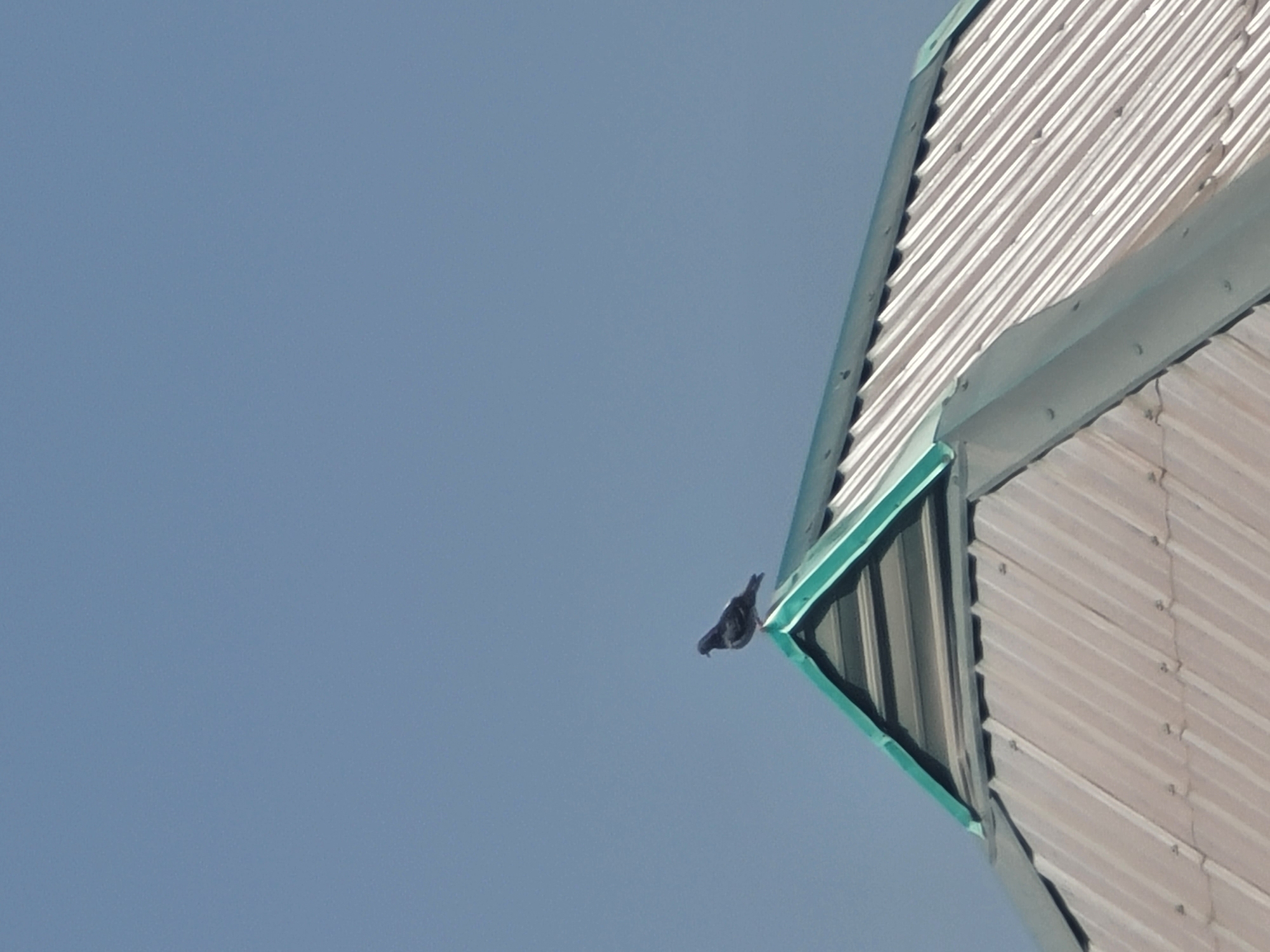 A lone pigeon is perched on the peak of a corrugated metal roof. The roof is a muted gray color with distinct ridges running diagonally from left to right. A green trim runs along the edge of the roof, forming a triangular gable. Above the roof, the sky is a clear, pale blue. The scene is devoid of any human presence or other animals, and there are no discernible landmarks to place it within Jos, Nigeria. The image is a close-up, focusing solely on the bird and the roof structure against the sky.