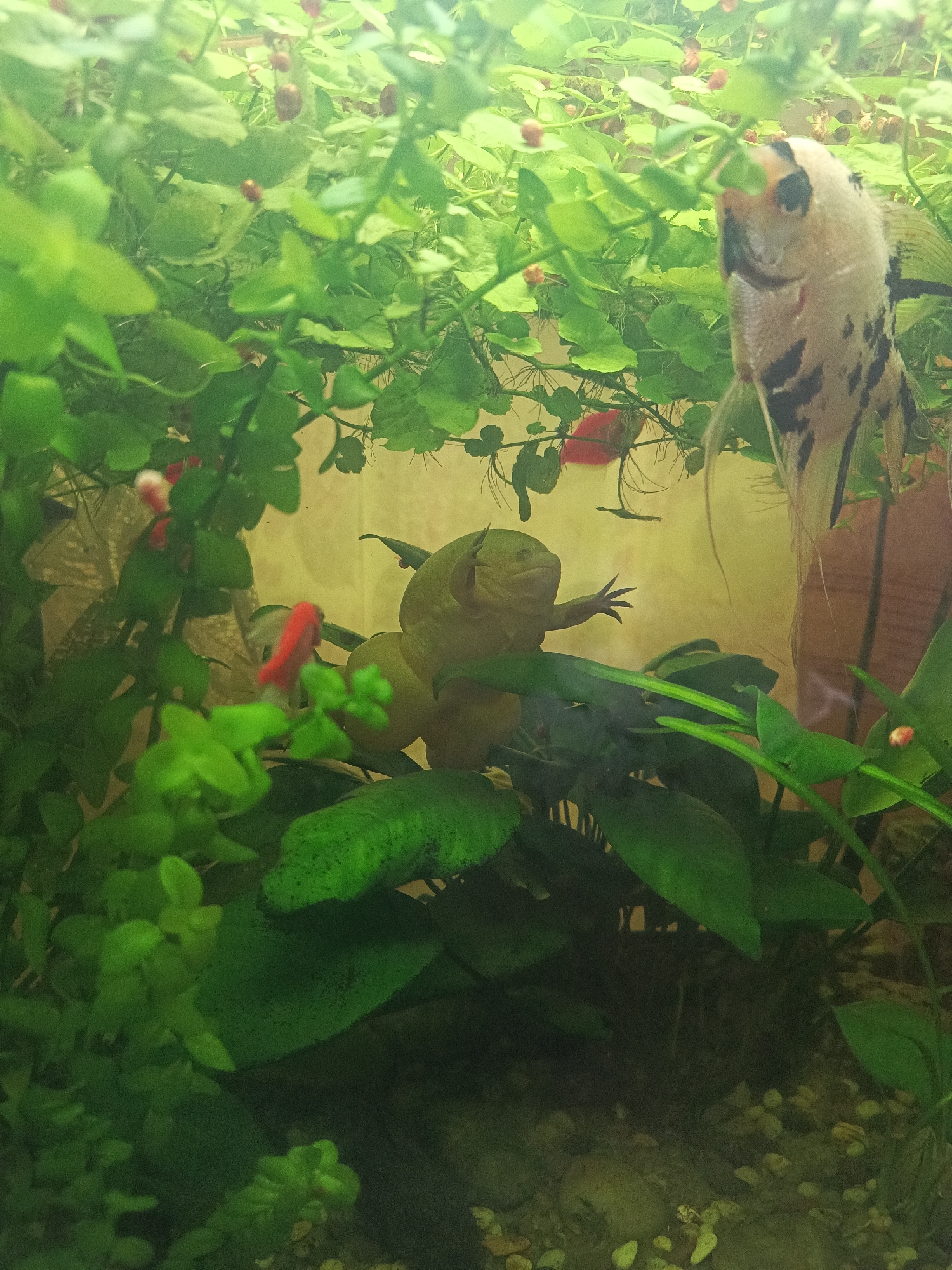 The image displays an aquarium. In the center, a pale green amphibian, possibly an axolotl or a frog, is perched on aquatic plants, its limbs extended in a resting posture. To the right, a mottled grey and black angelfish swims near a clump of aquatic vegetation. In the background, a small red fish is partially visible among the plants, and further to the right, another angelfish is seen swimming amongst the greenery. The aquarium is densely planted with various types of aquatic flora, creating a lush, underwater environment. The substrate at the bottom consists of small pebbles. There is no identifiable location in the city of Sredneuralsk, Russia, within this image; it is solely an indoor aquarium scene.