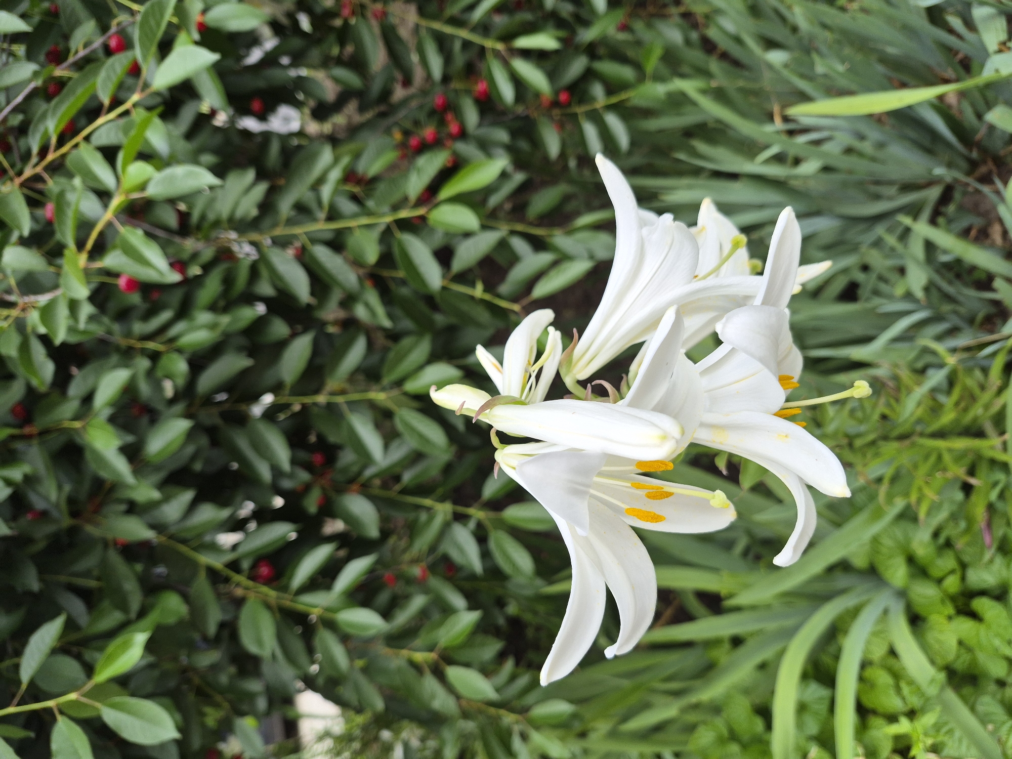 A close-up shot focuses on a cluster of white lilies with prominent yellow stamens. The lilies are in the foreground, with their delicate petals slightly unfurled. Behind the lilies, a backdrop of lush green leaves and small red berries is visible, suggesting a garden or natural setting. The lighting is soft, highlighting the textures of the flowers and foliage. The image appears to have been taken outdoors, with a shallow depth of field that blurs the background and draws attention to the lilies. No people or specific city locations are identifiable.