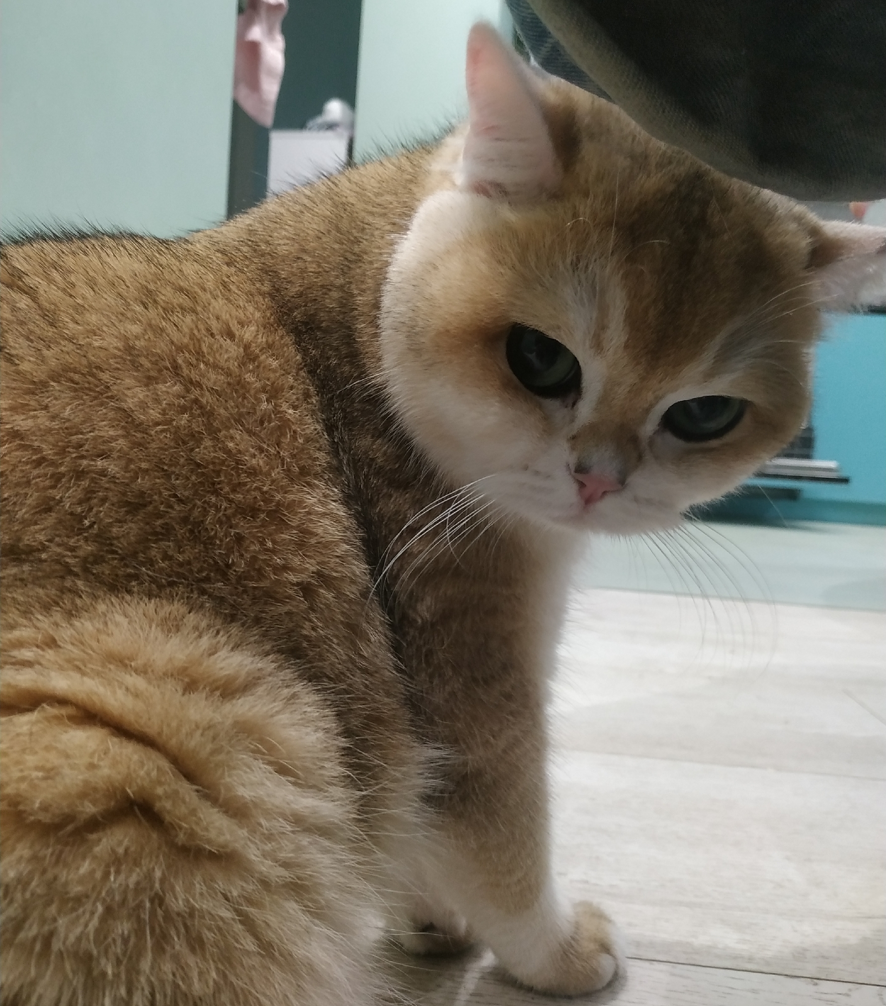 A close-up shot features a golden British Shorthair cat. The cat is predominantly golden-brown with white markings around its muzzle and paws. Its eyes are large and greenish-gray. The cat appears to be looking slightly downward, with its head turned partially towards the viewer. The background consists of light-colored flooring and a teal-colored wall. A partial view of a dark-colored object (possibly furniture) is visible in the upper right corner. A blurred figure can be seen in the background behind a doorway. The location is in Minsk, Belarus.