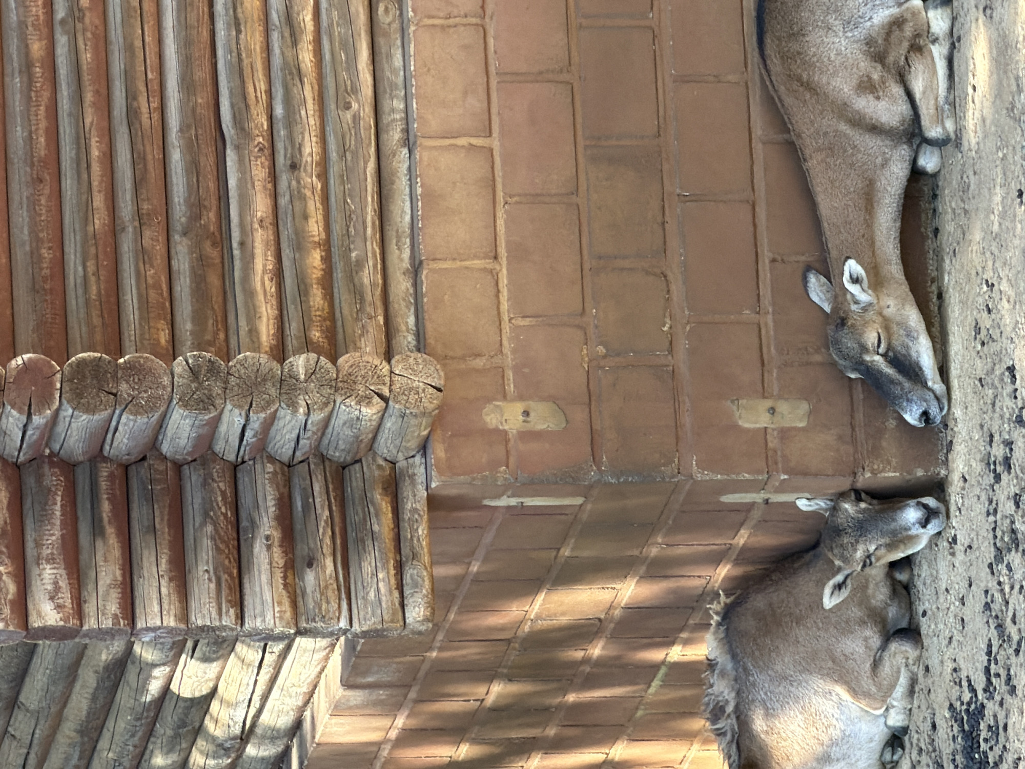 Two mouflons are resting at the base of a brick wall against a wooden structure in a zoo. One mouflon is lying down with its head resting on the corner of the brick wall. The other mouflon is lying down next to it with its head also resting on the brick wall. The mouflons are brown and grey with white markings on their faces. The brick wall is reddish-brown and the wooden structure is made of logs. The ground is covered in dirt and small pebbles. The image appears to have been taken on a sunny day, with shadows cast by the wooden structure. This scene is located at the Zoo of Esch-sur-Alzette, Luxembourg.
