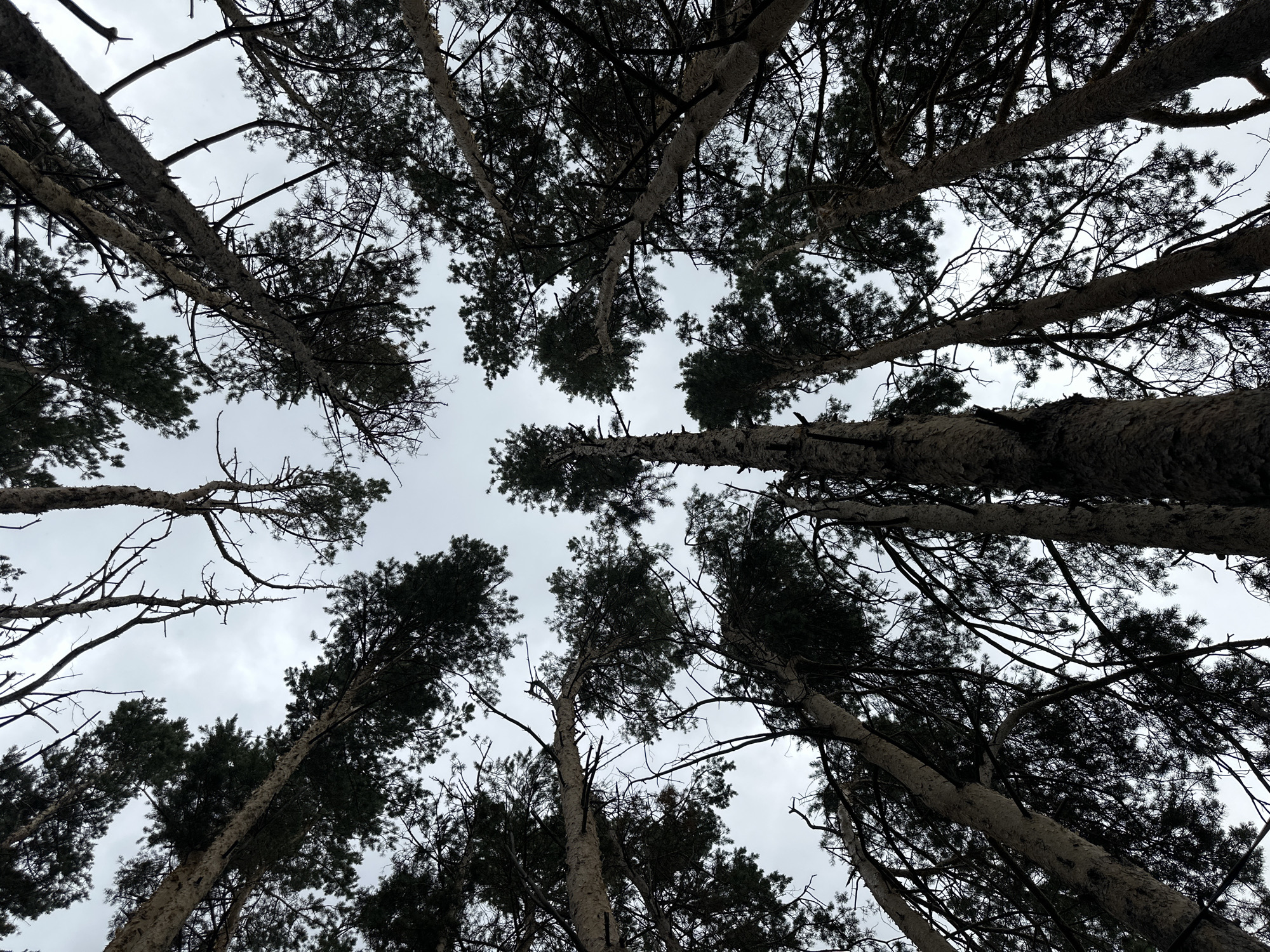 A low-angle shot captures the tops of tall, thin pine trees reaching towards a cloudy sky. The trees are densely packed, their dark green needles and bare branches silhouetted against the pale sky. The scene is viewed from directly below, with the trunks of the trees converging towards the top of the frame, creating a sense of looking straight up into the forest canopy. There are no people or any other discernible objects or animals in the image.
