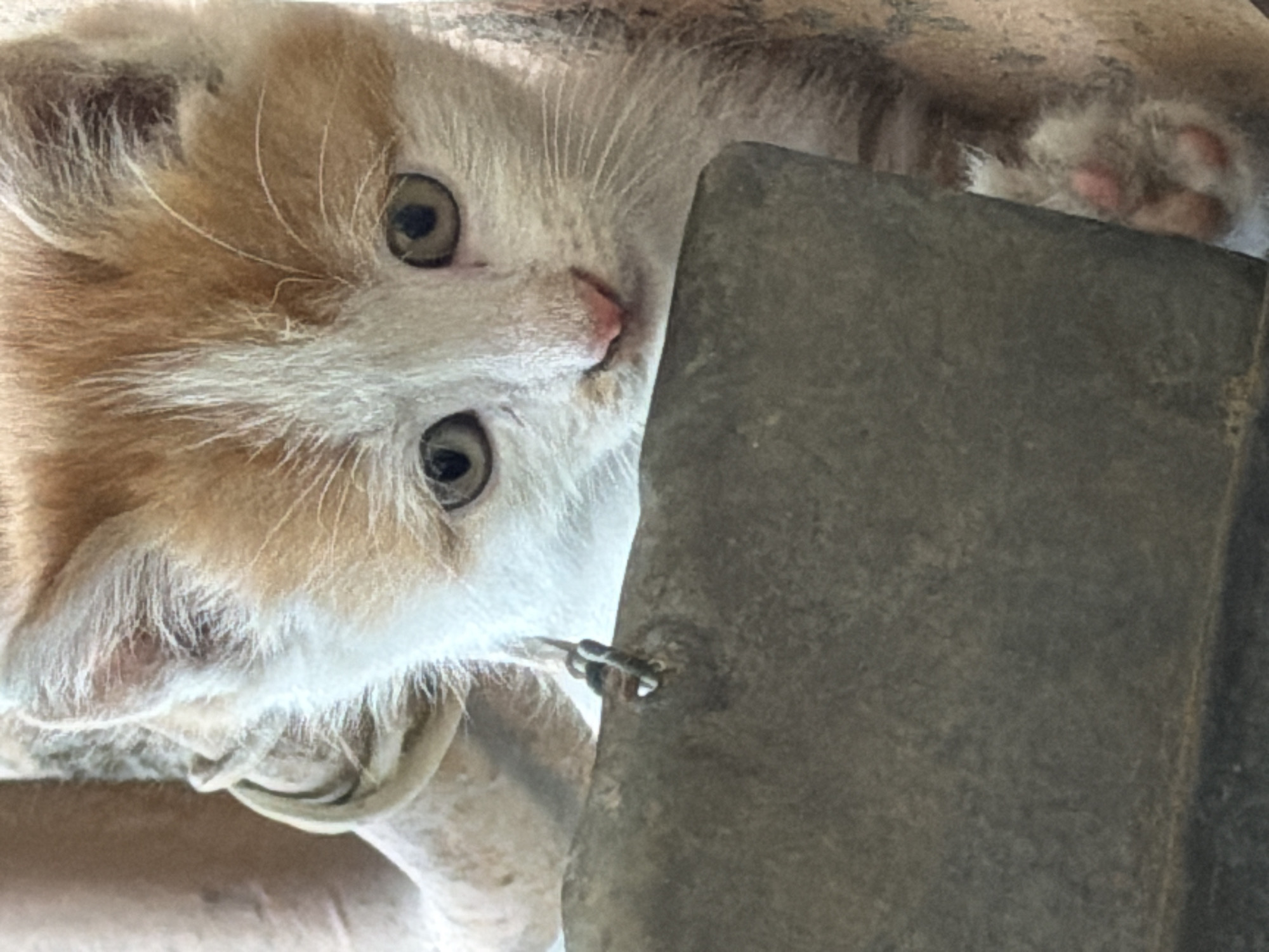 A close-up shot depicts a light orange and white kitten. The kitten's head is tilted, with its eyes focused on the viewer. The kitten's paws are visible in the upper right. A grey concrete object occupies the right side of the frame. The location is Tbilisi, Georgia.