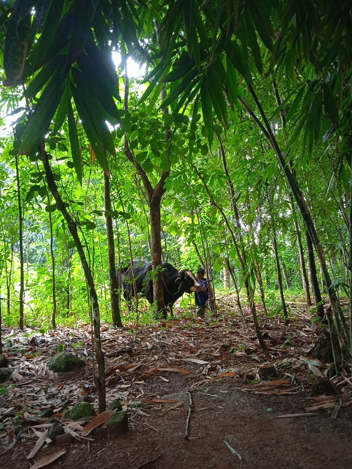 The image portrays a lush, verdant forest scene, likely in a rural area of Patuk, Indonesia. The setting is characterized by dense foliage, with numerous slender tree trunks and abundant green leaves creating a vibrant canopy through which dappled sunlight filters. On the right side, several tall, slender bamboo stalks with distinct narrow leaves are visible, while other broad-leafed trees populate the rest of the frame. The forest floor is covered with a thick layer of dry, fallen leaves and some small rocks, suggesting a natural, uncultivated environment.

In the midground, a prominent subject is a dark-colored water buffalo, possibly a carabao, distinguished by its large horns and predominantly black coat with lighter markings on its face. It is tethered by a rope around its head to a tree trunk. Standing beside the buffalo is a man, partially obscured by the animal, wearing a blue long-sleeved shirt and light-colored pants. He appears to be tending to the animal, suggesting an activity related to livestock management or farming within the wooded area.

The time of day is clearly daytime, evidenced by the bright sunlight streaming through the leaves, creating strong highlights and shadows. The weather appears clear and sunny. There is no visible text in the image. The overall impression conveys a scene of daily life and work in a natural, forest-rich environment, typical of rural Southeast Asian landscapes.