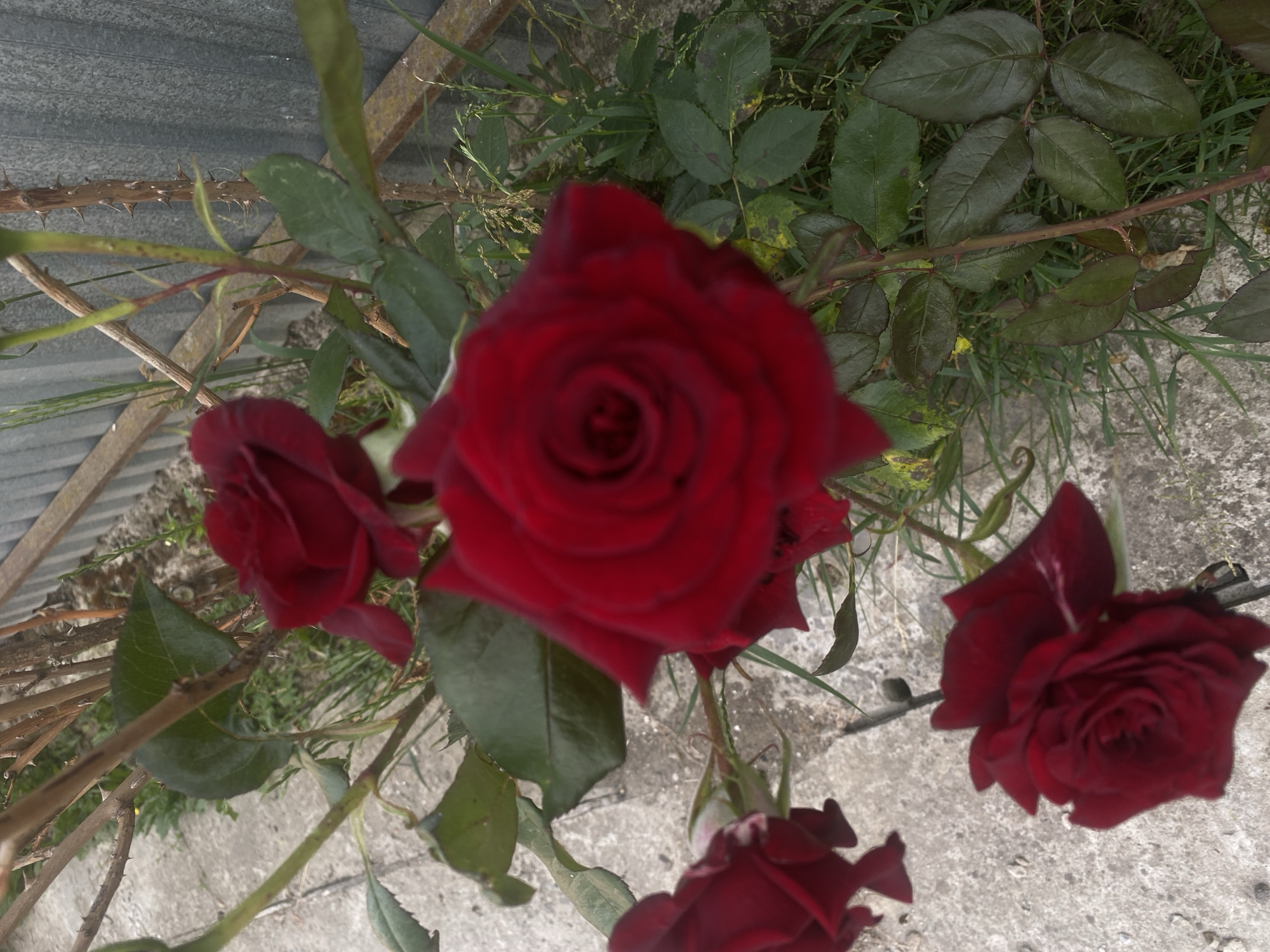 A medium shot captures a cluster of dark red roses blooming in an outdoor setting. The roses, with their velvety petals, are the focal point of the image. Some are fully open, revealing intricate layers, while others are partially closed. The thorny stems and green leaves of the rose bushes are visible, some with a slightly weathered appearance. The background shows a mix of elements: a concrete surface, possibly a pathway or patio, and patches of green grass and weeds. In the upper right portion of the image, a weathered metal fence or corrugated metal sheeting can be seen, suggesting an urban or semi-urban environment. The lighting appears to be natural daylight, casting soft shadows. There are no people or animals present in the scene.