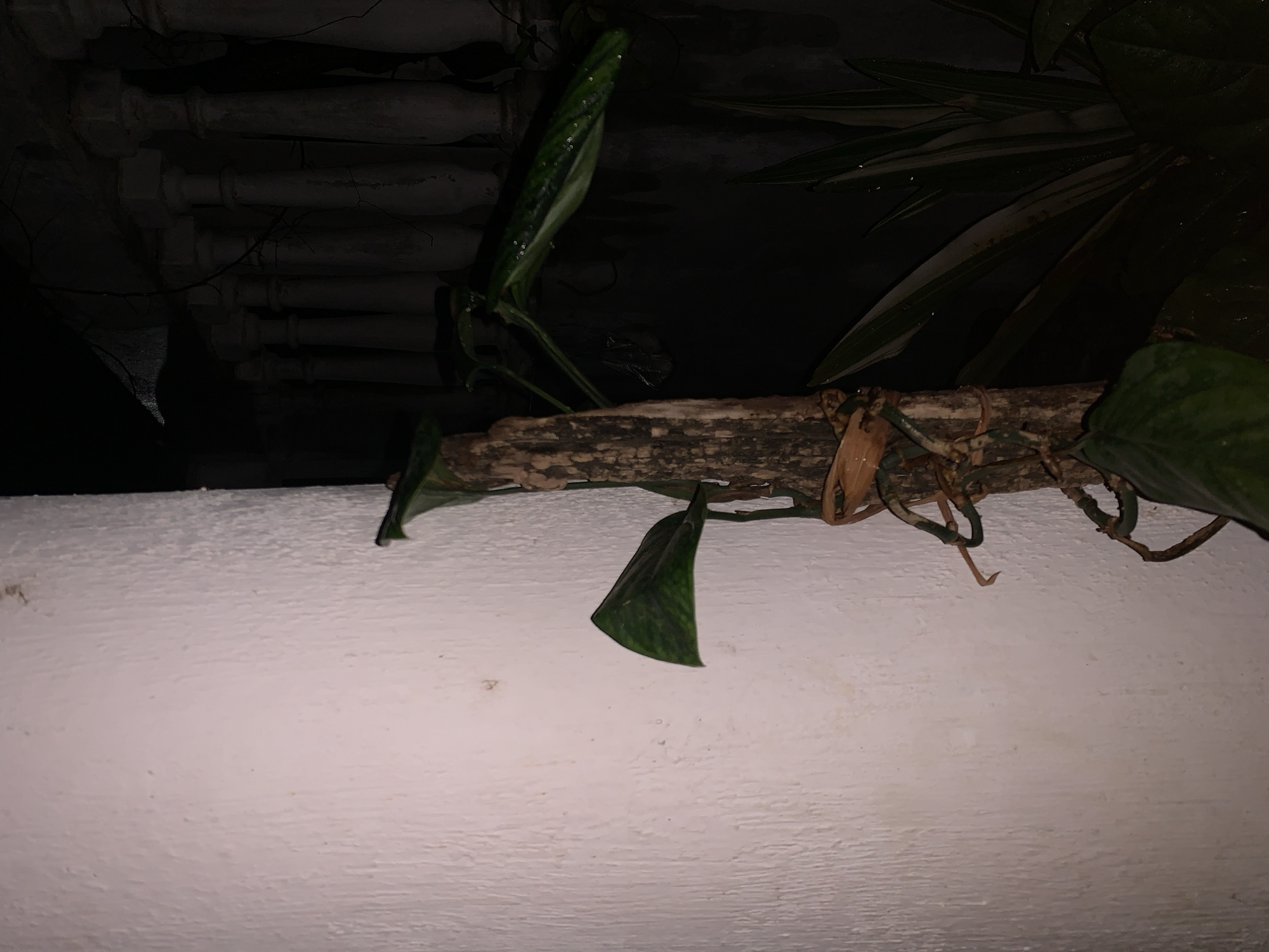 This image depicts a vertical view of an outdoor or semi-outdoor environment, described as being located in the city of Santa Ana, Venezuela. The scene is characterized by a strong contrast between an illuminated left section and a shadowed right section, suggesting low-light or nocturnal conditions.
The left two-thirds of the frame are occupied by a vertical wall, off-white or light beige in color, featuring a pronounced, rough stucco texture with irregular undulations. A few faint, dark marks are sparsely scattered across its surface.
A weathered, slender wooden pole or branch serves as a central vertical element, positioned slightly to the right of the image's center. This pole is dark brown and grey, exhibiting a rough surface. Multiple plant vines, roots, and tendrils, varying in color from desiccated light brown to vibrant green, are tightly wrapped around and attached to this wooden support.
The right side of the image is predominantly dark, but contains discernible plant life and architectural features. Several large, dark green plant leaves with visible venation and small, reflective surface droplets are prominently displayed, emerging from the wooden pole and extending into the shadows. In the lower right, additional, narrower-leaved plants are partially visible, mostly obscured by the low light.
In the upper right quadrant, a series of light-colored architectural balusters, typical of a railing, are faintly visible. These elements appear to be constructed from concrete or stone, showing signs of weathering and potential surface cracks. They are largely submerged in shadow, indicating a lack of direct illumination in that area. An artificial light source appears to be directed primarily at the left wall, creating the stark light-dark dichotomy. No human subjects or discernible animal life are present in the frame.
