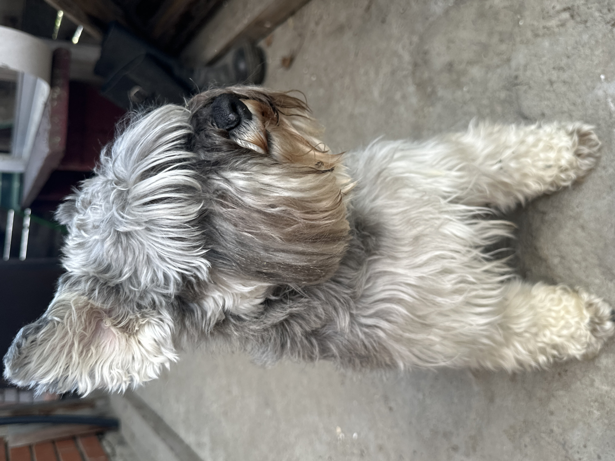 A Miniature Schnauzer with salt and pepper fur sits on a concrete surface. The dog is facing right, with its head tilted slightly. Its fur is shaggy, particularly around its face and ears. The dog's nose is black, and its eyes are partially obscured by its fur. In the background, there is a red bench, a brick wall, and some wooden structures. The scene appears to be an outdoor area, possibly a yard or patio. The image was taken in Воронежское-2, Russia.