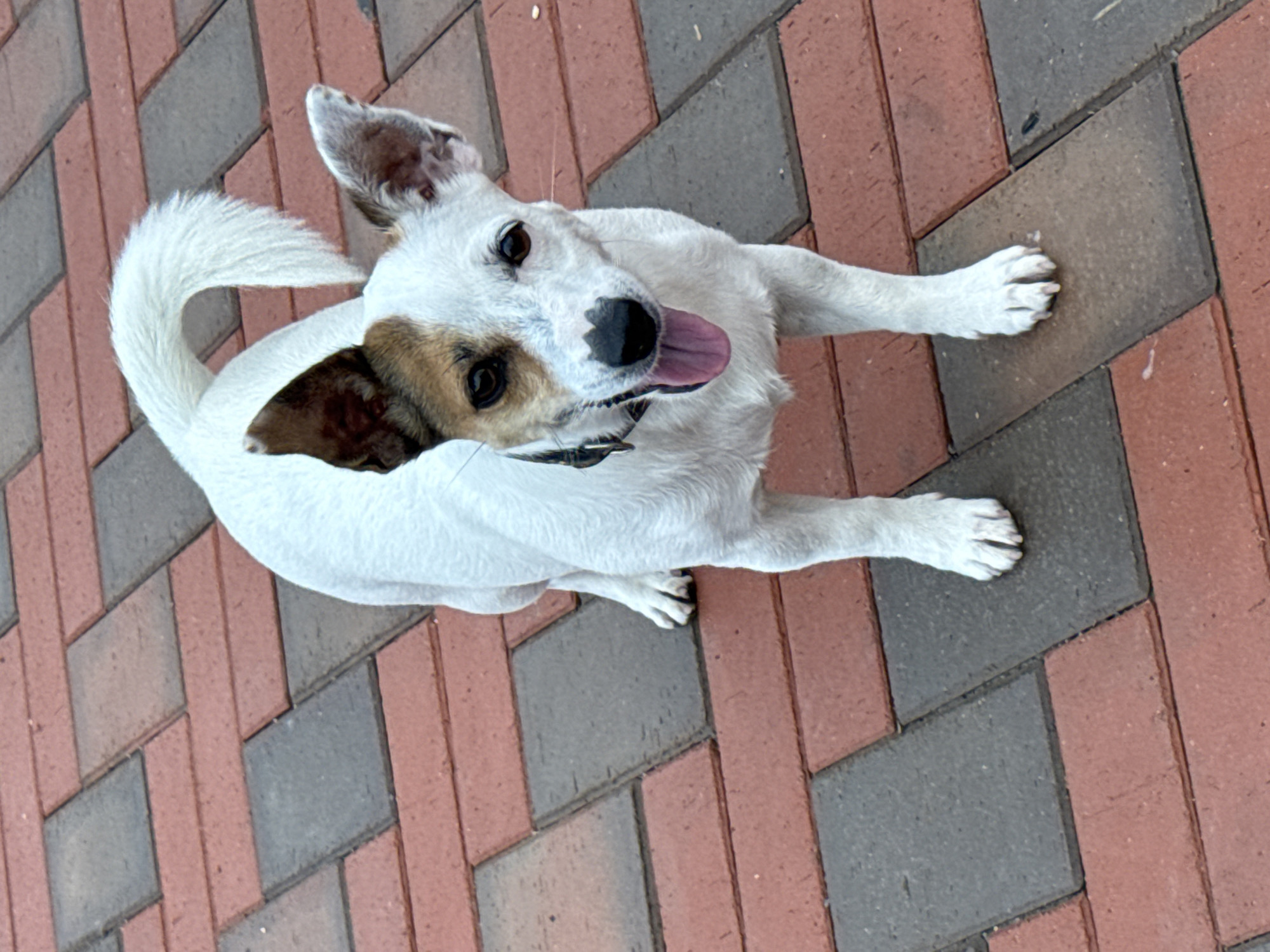 A white dog with tan markings on its face and ears stands on a brick pathway. The dog is facing forward with its tongue sticking out. The pathway is made of red and gray bricks laid in a staggered pattern. The environment appears to be outdoors, possibly in a park or courtyard, with no discernible buildings or other structures visible in the frame. The image was taken in the city of Lysva, Russia.