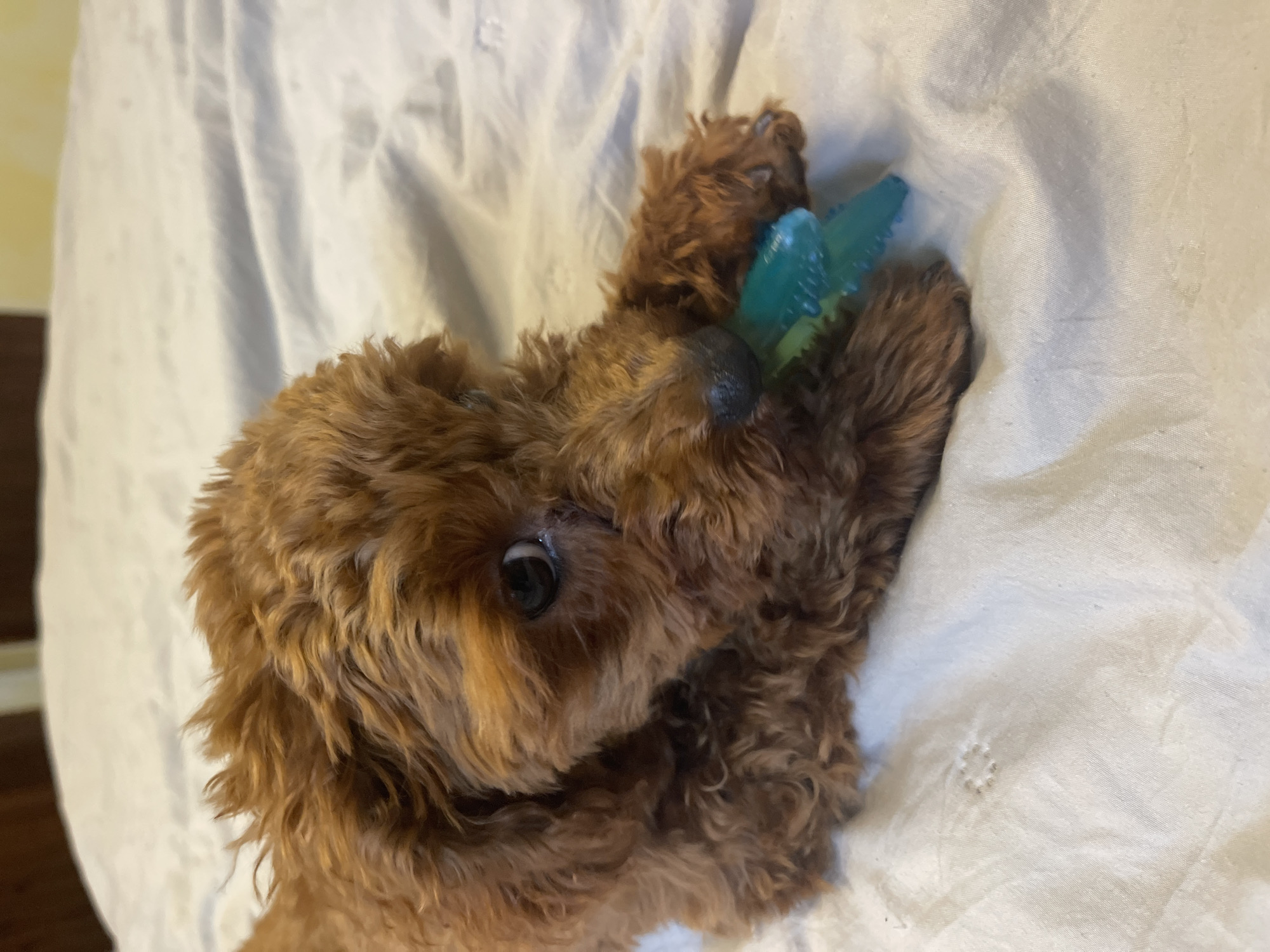 A close-up, eye-level shot in Sofia, Bulgaria, features a small, reddish-brown, curly-haired dog, likely a puppy, engaged in play. The dog is seen on a soft, light-colored, wrinkled blanket or sheet, holding a bright turquoise-blue chew toy in its mouth. The toy has a textured, possibly spiky or leaf-like design. The puppy's dark, alert left eye is visible, looking directly towards the viewer, conveying a sense of curiosity and playfulness. Its fur is dense and wavy, characteristic of a poodle or doodle breed. The indoor setting is bathed in soft light. There is no visible text.