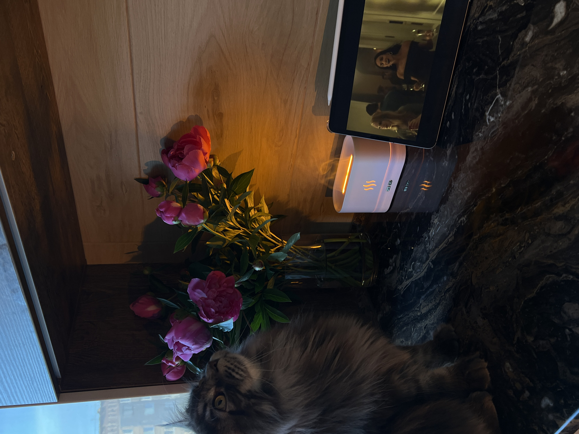 The image depicts an indoor scene on a dark, veined countertop, likely in a residential setting in Ternopil, Ukraine. In the left foreground, a large, long-haired feline with grey and brown striped fur and yellow eyes is looking upwards and to the right. Behind the cat, a clear glass vase contains a bouquet of pink peonies, some in full bloom and others as buds. To the right of the flowers, a white, rectangular humidifier or diffuser emits a warm, orange-yellow light from a top slot, simulating flames, and displays three flame icons on its front. Further to the right, a tablet is propped up, displaying a video featuring two women indoors; one on the right, wearing a dark, off-the-shoulder top, is smiling and holding a glass. An Apple Pencil rests on the top edge of the tablet. The countertop's surface reflects the warm light from the diffuser and flowers. Above the counter, wooden cabinetry is visible, with a darker vertical grain section beneath a lighter, horizontally planked section. A window on the far left reveals a distant building under a pale blue, ambient sky. The scene is illuminated by localized warm light sources, contrasting with the cooler ambient light from the window.