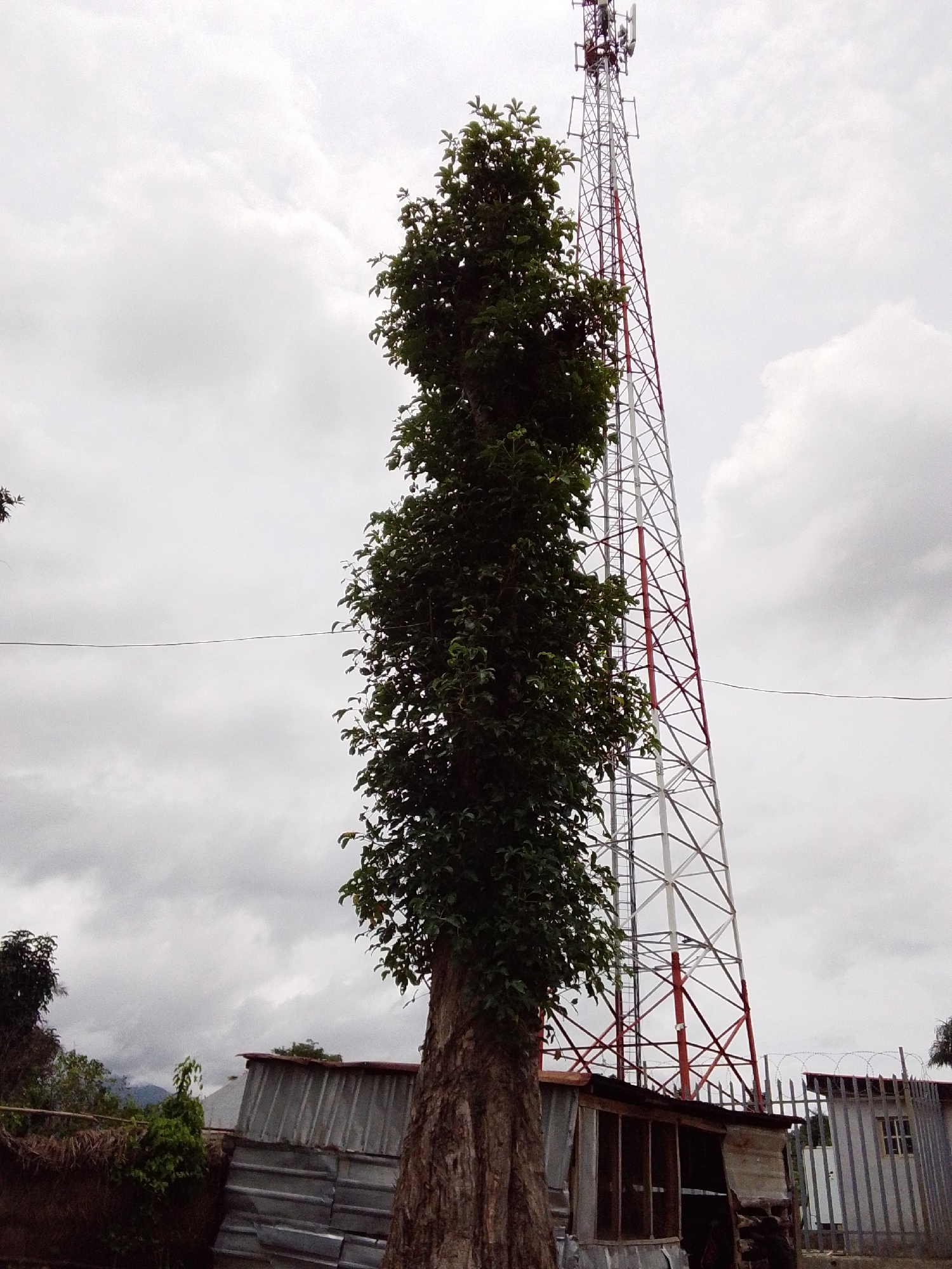 In Serti, Nigeria, a tall, slender tree with a thick, textured trunk stands to the left of a towering red and white telecommunications tower. The tree is densely covered in dark green foliage, obscuring much of its height. The tower, a latticework of metal, dominates the right side of the image, with its upper section obscured by the cloudy sky.
Below the tree and the tower, there are simple, makeshift structures. To the left, a corrugated metal roofed building is visible, constructed with various materials including wood and what appears to be sacking. To the right of this, a small, more solid building with a white facade and a window is partially visible, bordered by a fence topped with barbed wire.
The environment is overcast, with a heavy, gray sky filled with clouds that obscure any direct sunlight. In the background, to the left, there are hints of vegetation and possibly distant hills or mountains, shrouded in the cloudy atmosphere. A thin wire stretches horizontally across the middle ground of the image, between the tree and the tower. The scene appears to be an outdoor, semi-rural setting.