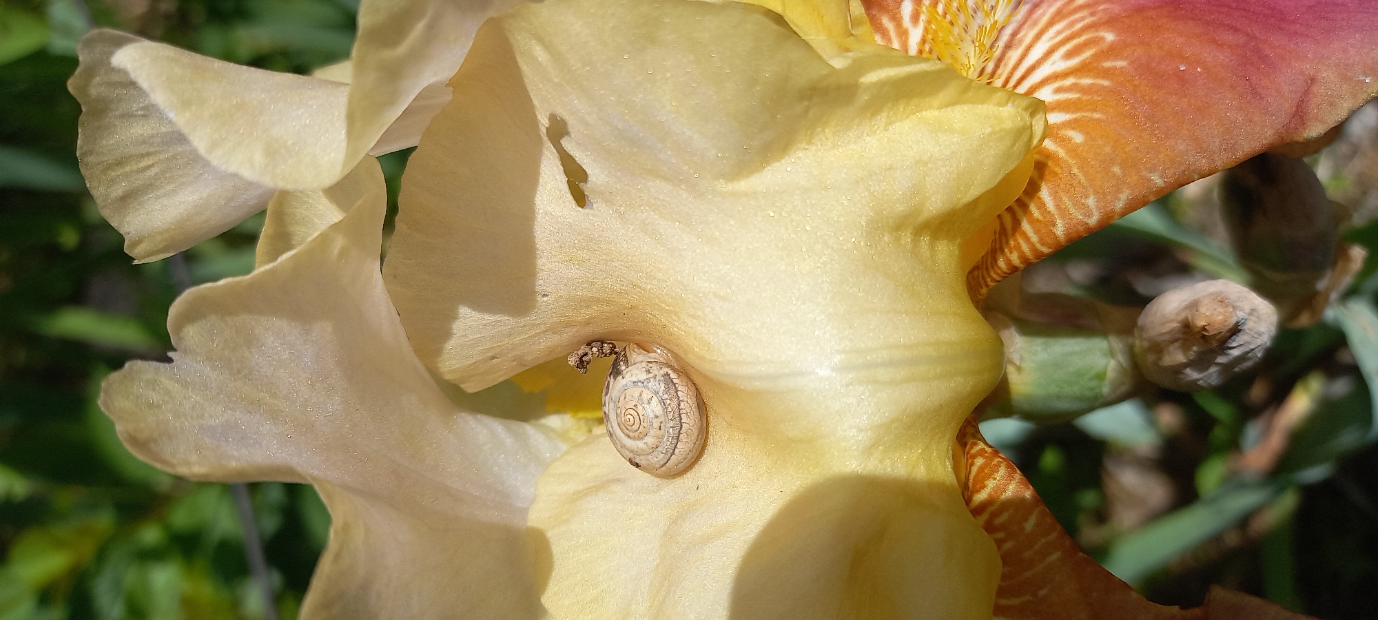 A close-up shot shows a pale yellow and reddish-orange iris flower with a small snail nestled on one of the petals. The snail has a cream-colored, spiraled shell with subtle markings. The flower petals appear smooth and textured. The background features green foliage, creating a soft, blurred contrast to the flower and snail. The location is Kryvyi Rih, Ukraine.