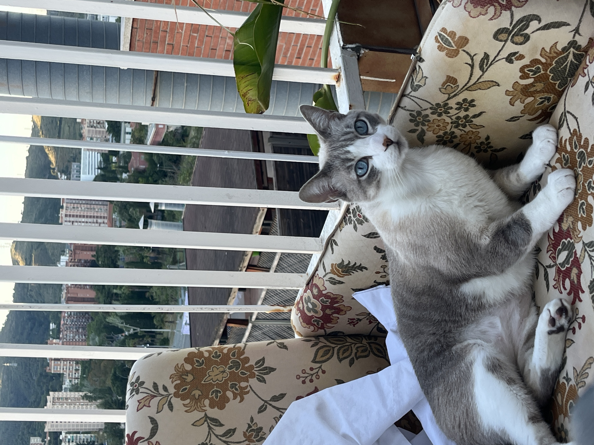 A domestic shorthair cat with blue eyes and a gray and white coat is reclined on a floral-patterned cushion. The cat is on a balcony, facing the camera, with a partial view of the Barcelona cityscape in the background, seen through white railings. The background includes buildings and vegetation. A large green leaf is visible near the balcony railing. A white cloth is near the cat.