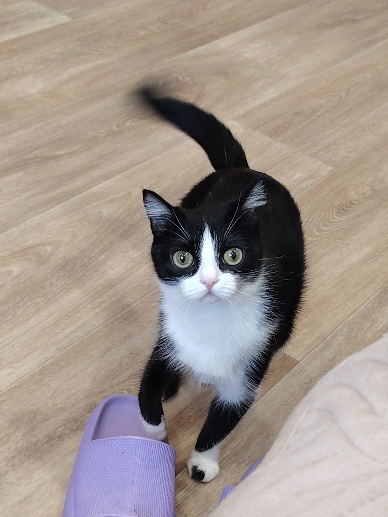 A black and white cat stands on a wood-patterned floor, its right paw resting on a lavender-colored slide sandal. The cat's tail is blurred, suggesting movement. The cat looks directly at the camera. A partially visible light pink object is present at the lower right. The location is Unknown, Unknown.