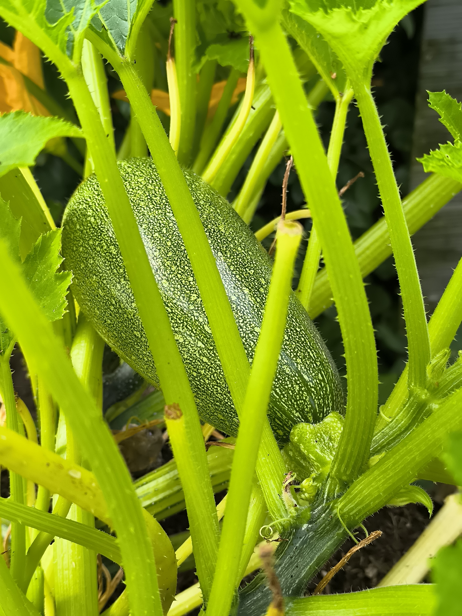 A close-up, vertical shot captures a young zucchini growing amongst its vibrant green foliage. The zucchini, elongated and roughly oval, exhibits a light green skin speckled with darker green patterns. It is partially obscured by thick, ribbed stems and large, serrated leaves of the zucchini plant, which are also covered in fine, spiky hairs. The background is a soft blur of green leaves and hints of yellow, suggesting other parts of the plant and possibly a sunny outdoor environment. The lighting is bright, highlighting the textures and colors of the plant. The scene is set in a garden.