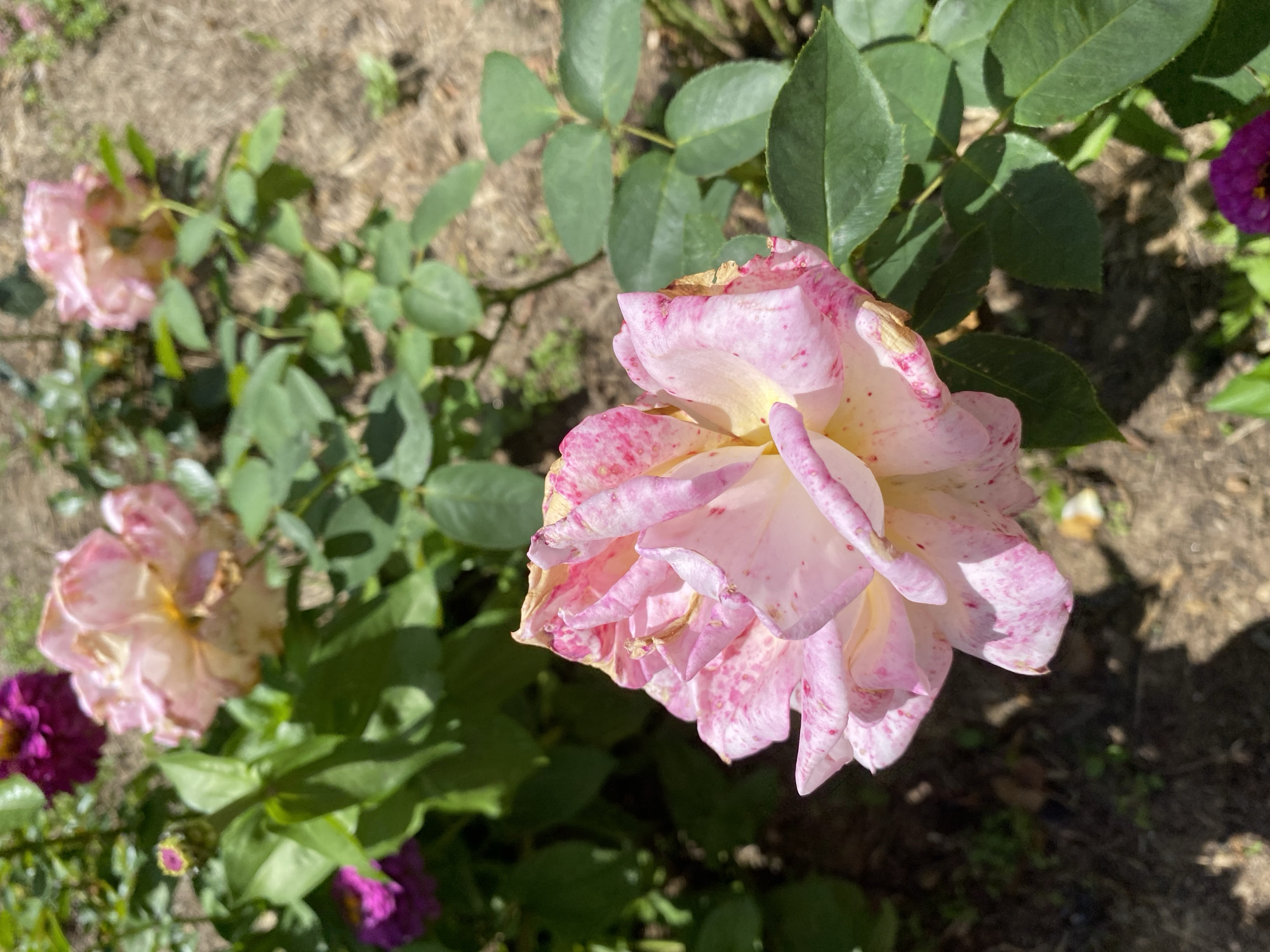 A close-up, eye-level shot captures a partially bloomed pink and white rose in focus, its petals speckled with crimson. The rose is positioned in the foreground on the right side of the frame. Behind it, out of focus, are more roses and lush green leaves. The background consists of dry, brown soil and scattered foliage. A small, unopened rose bud is visible on the left, near a blurred magenta flower. The scene appears to be an outdoor garden in Зимородок Днп, Russia, under bright daylight.