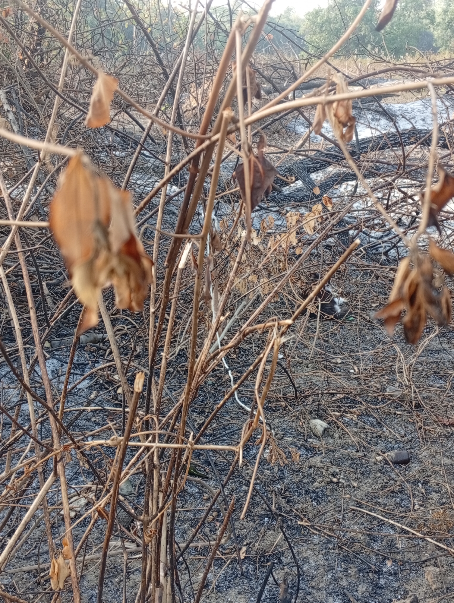 The image depicts a densely vegetated area with numerous dried, brittle branches and leaves. The ground is covered in ash and charred debris, suggesting a recent fire. In the middle ground, a white plastic bottle is visible amongst the debris. Further back, a portion of what appears to be a burnt-out vehicle, possibly a motorcycle, can be seen. The environment is arid and appears to be a field or overgrown lot in Sarangmeduro, Indonesia, given the context of the prompt. There are no people visible in the scene. The overall impression is one of desolation and aftermath.