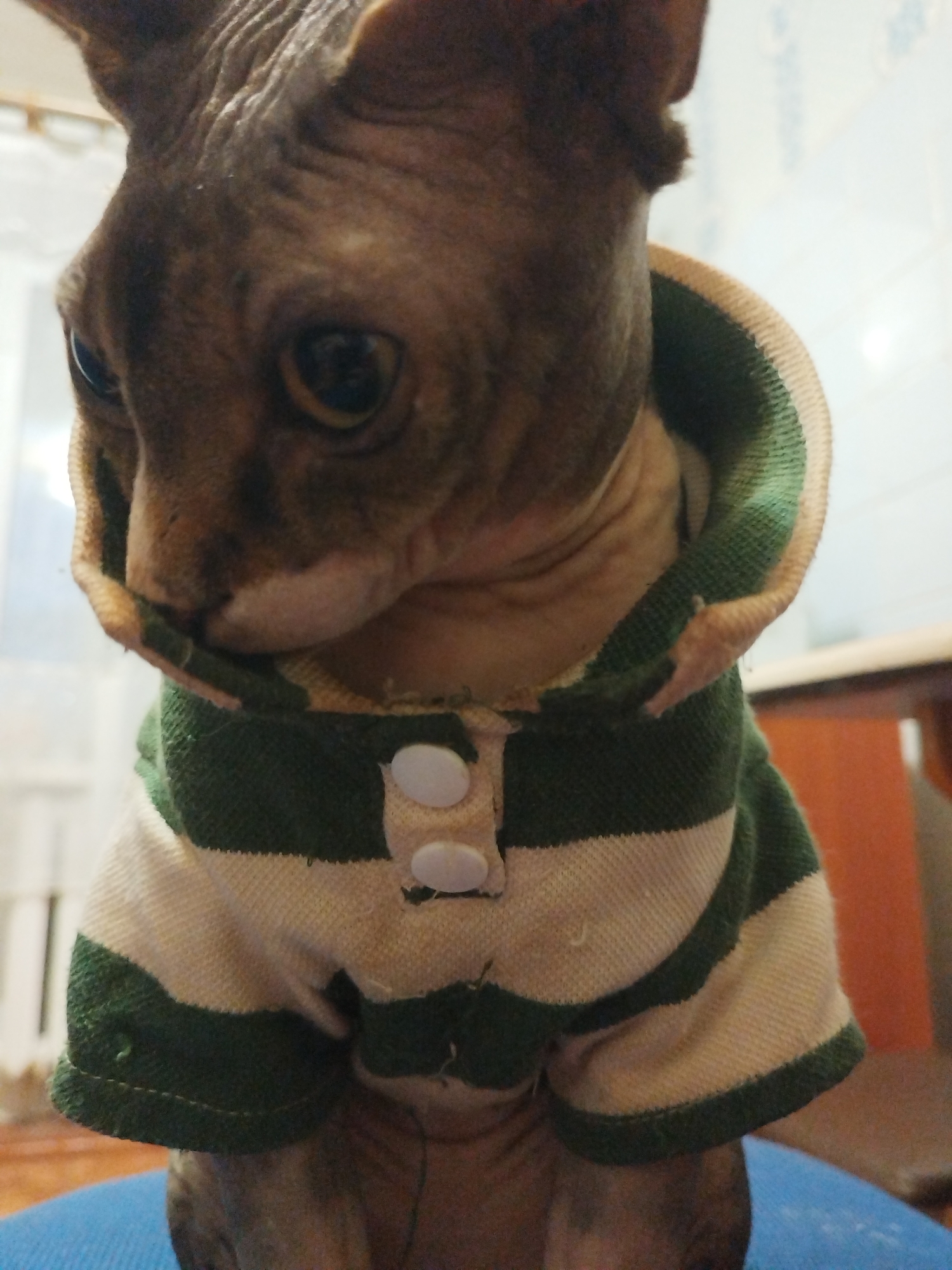 A close-up, eye-level shot features a Sphynx cat wearing a striped shirt. The shirt is a polo-style with green and beige stripes and two white buttons on the placket. The cat's face is visible, with large, expressive eyes and wrinkled skin characteristic of the breed. The background is blurred, showing what appears to be an indoor setting with furniture and possibly a window. The lighting suggests an indoor environment, possibly illuminated by artificial light or ambient daylight.